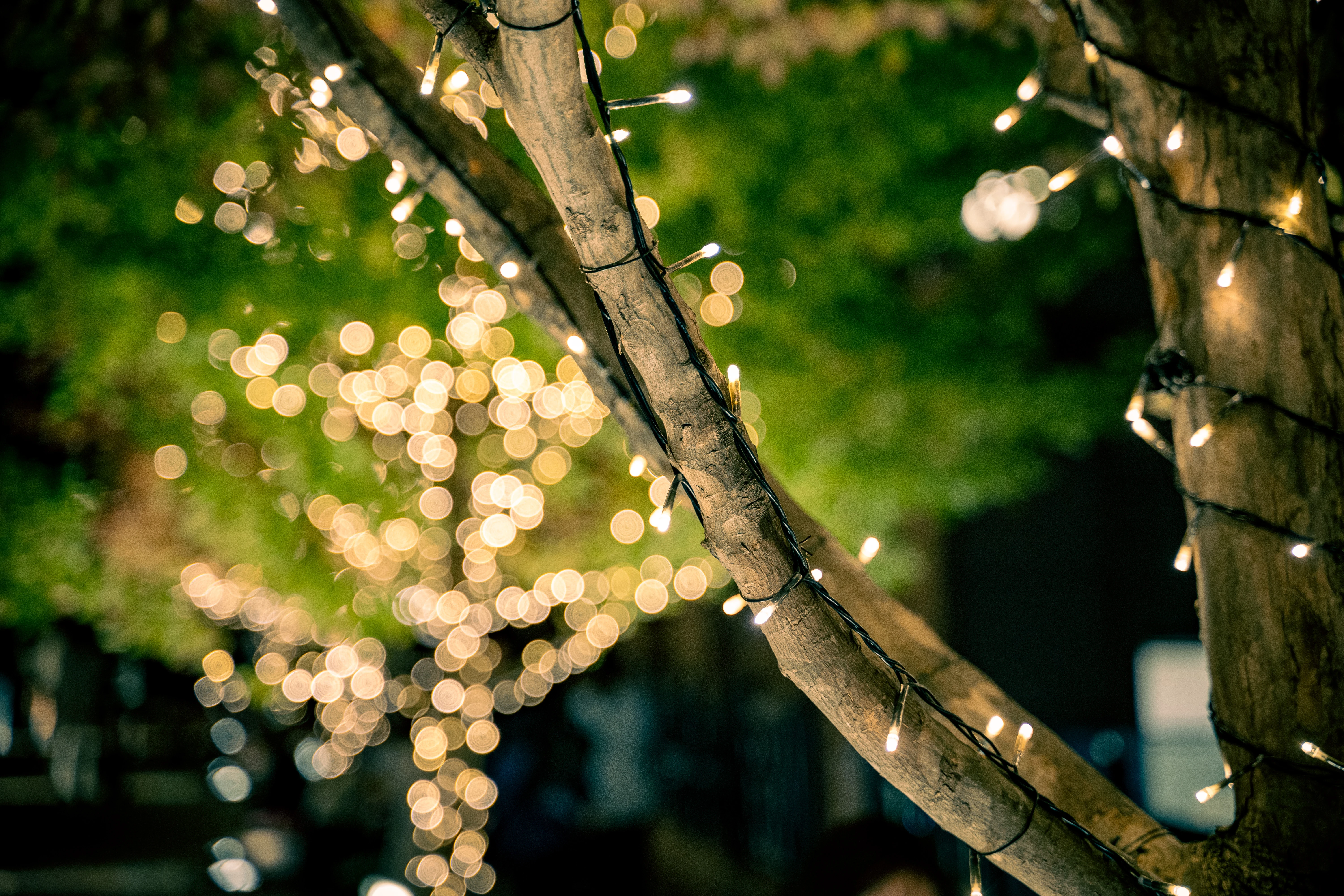 Twinkling Tree Lights in a Festive Night Garden