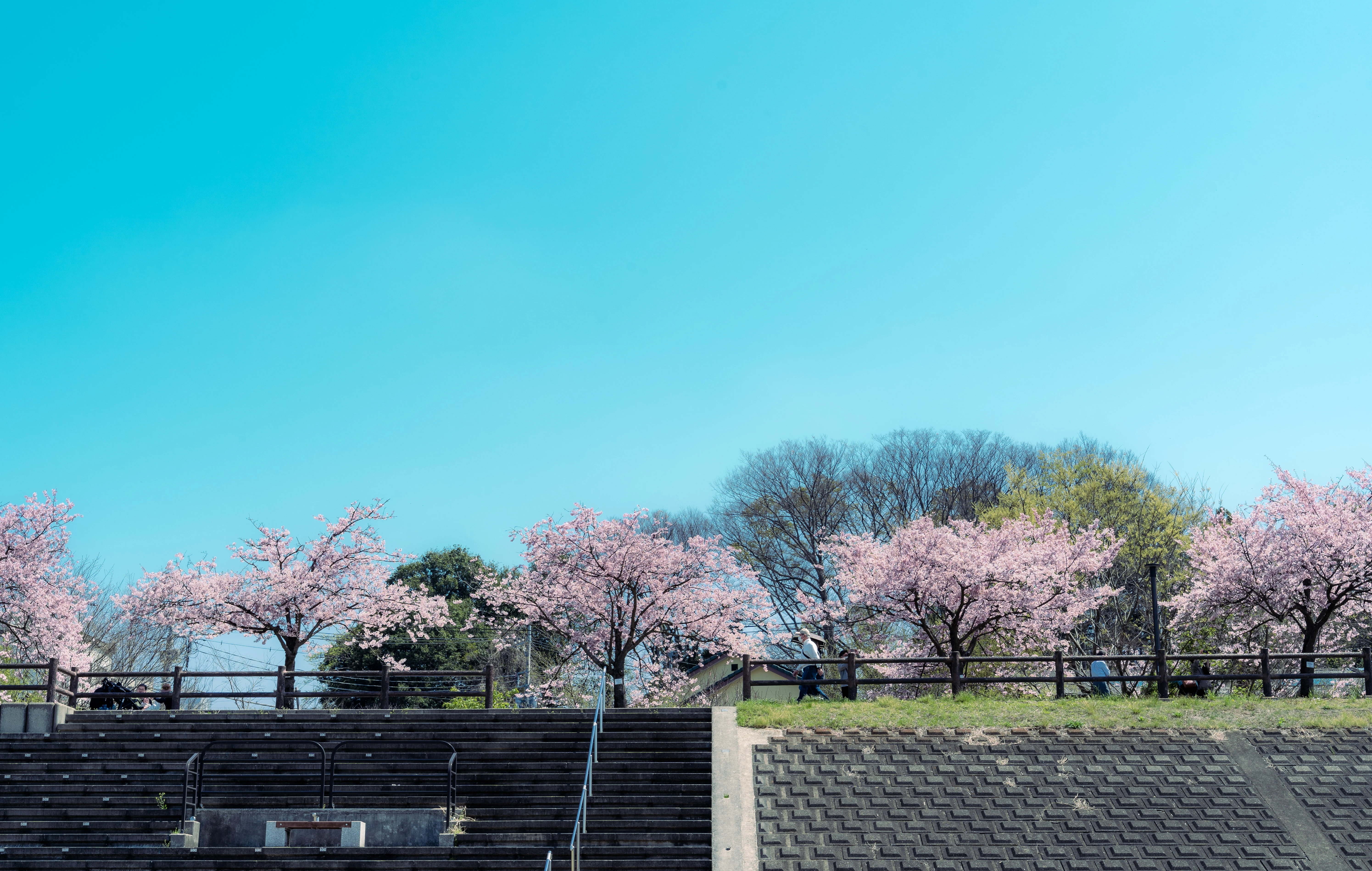 Tranquil Spring Afternoon Amid Blossoming Cherry Trees