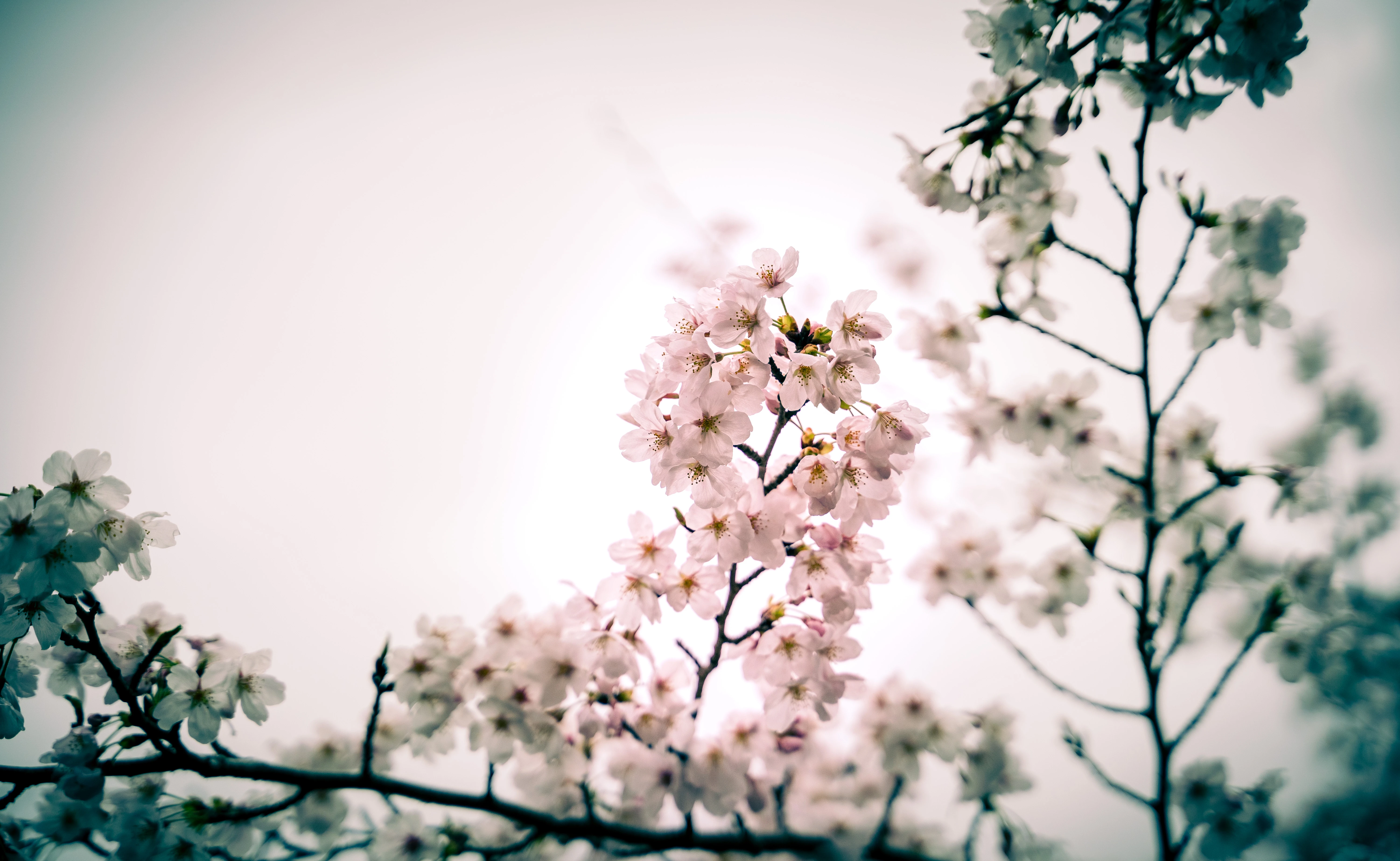 Delicate Cherry Blossoms Against a Soft Sky