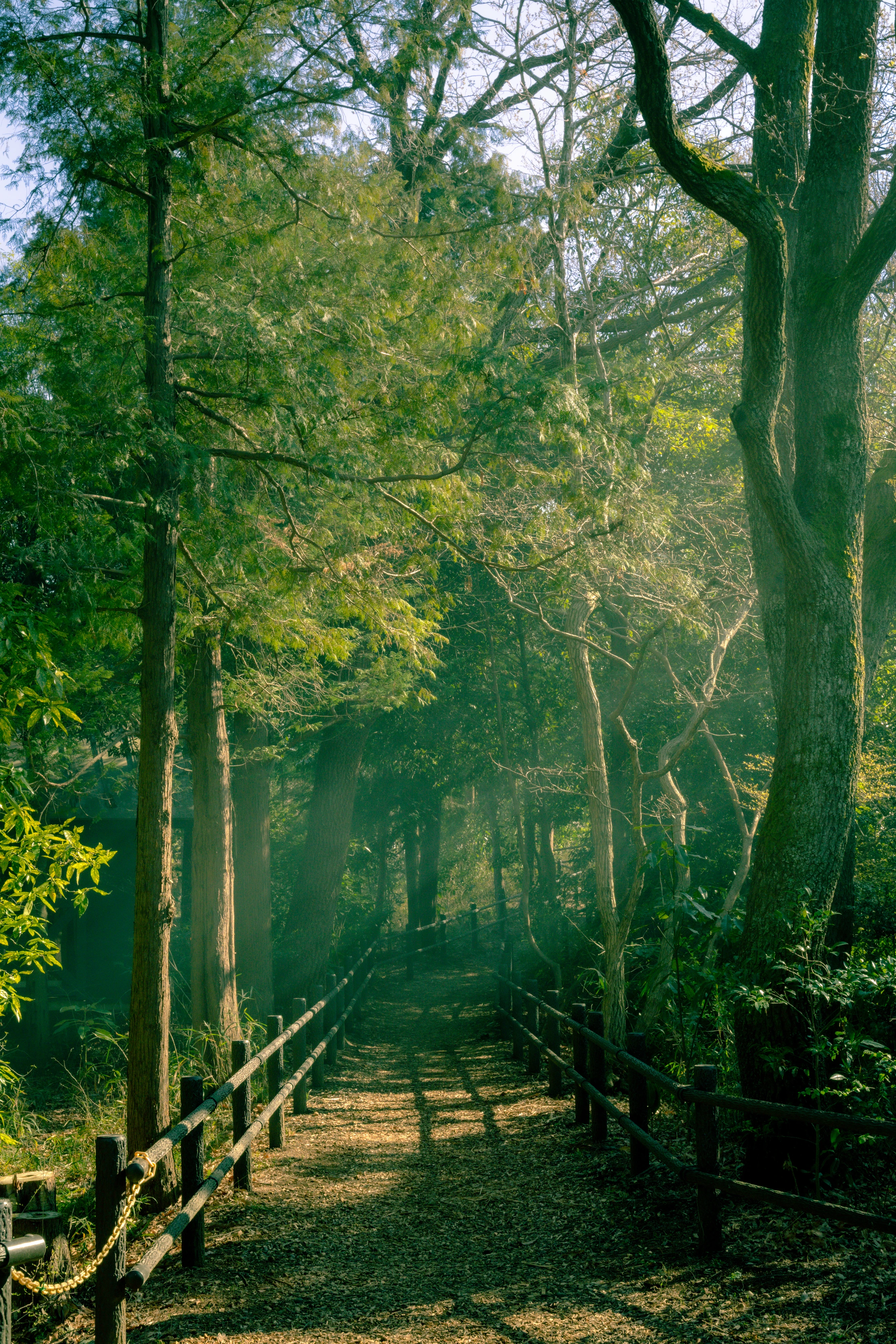 Tranquil Forest Pathway Bathed in Sunlight