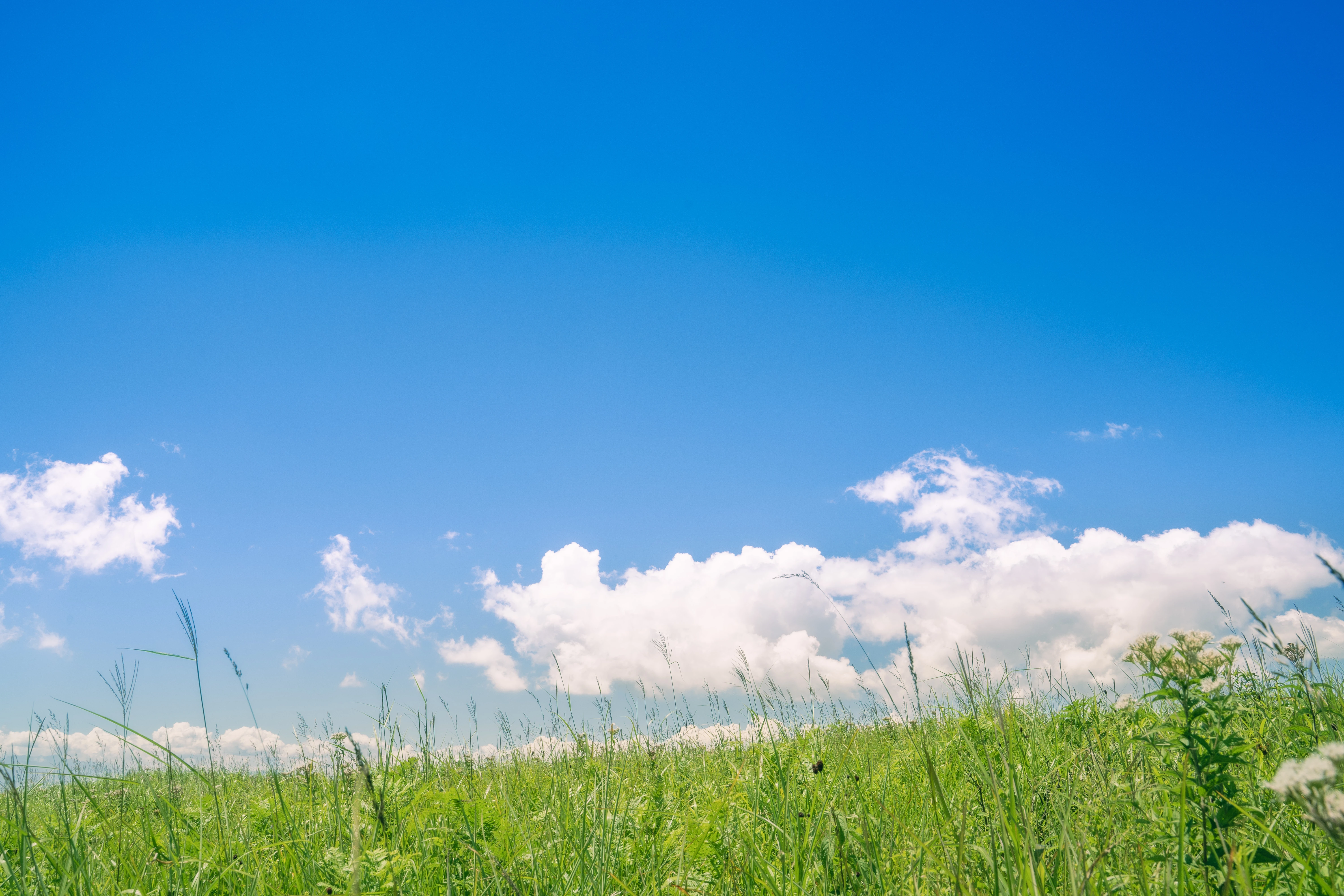Tranquil Meadow Under a Vibrant Summer Sky