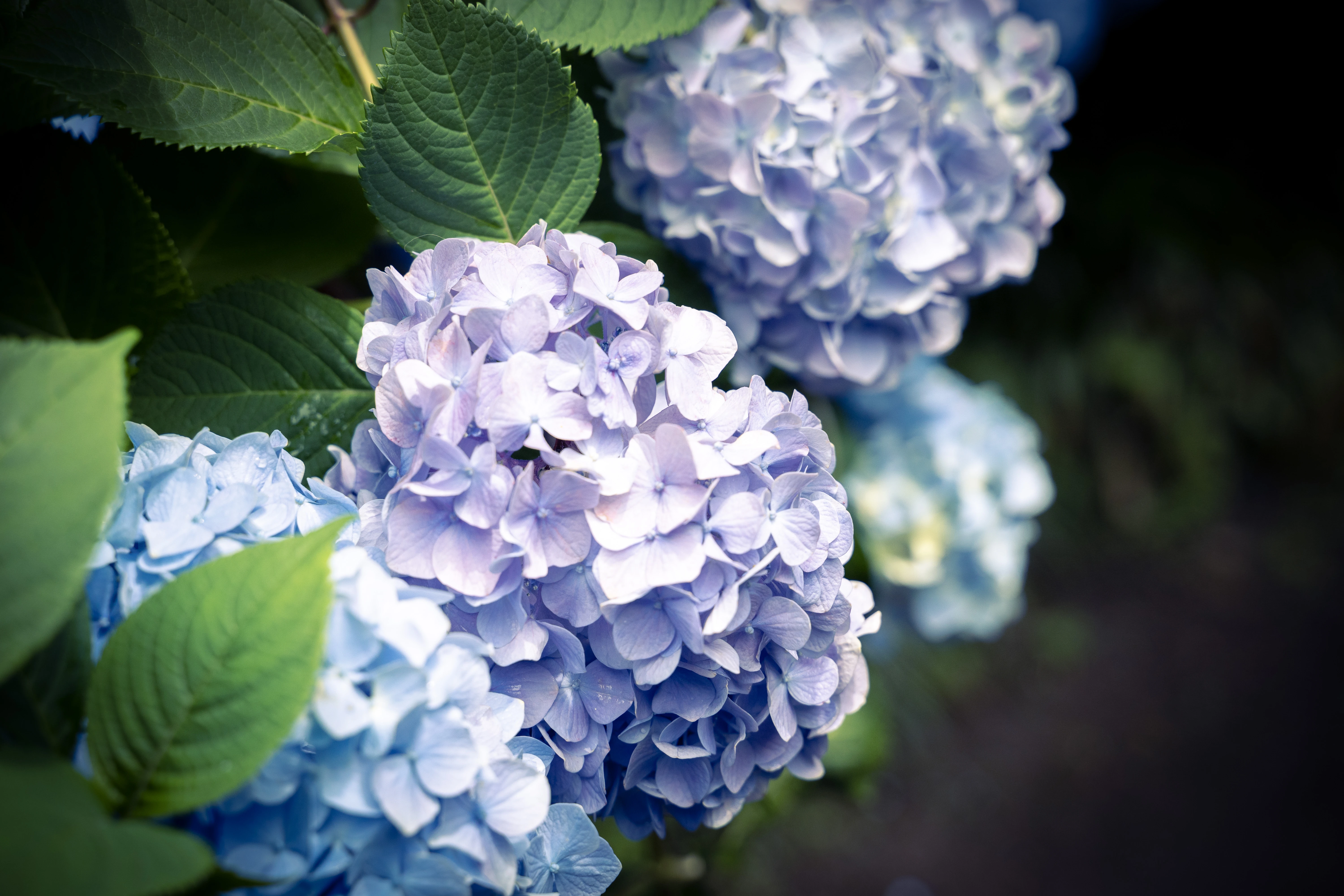 Graceful Blue Hydrangeas in Bloom