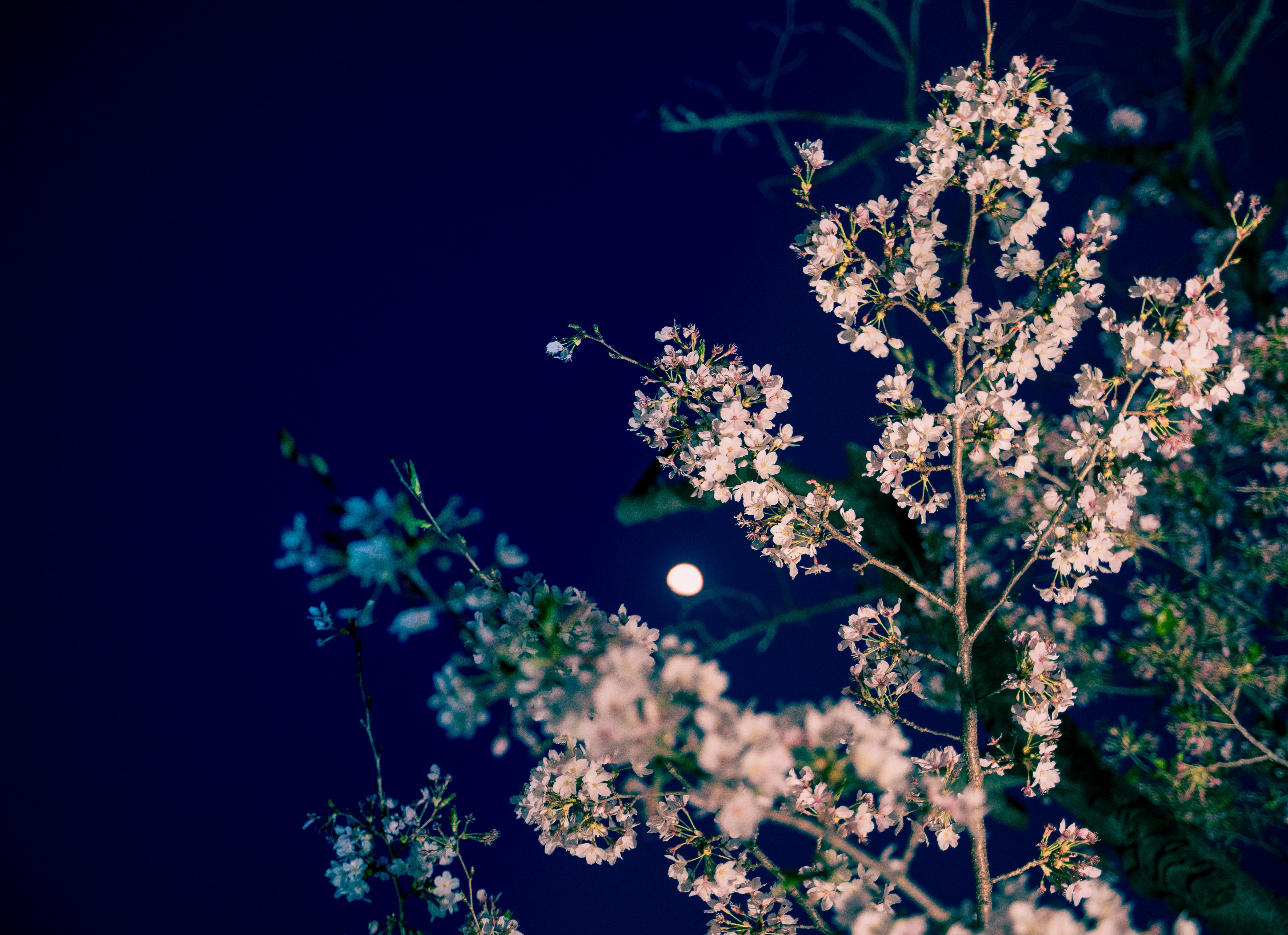 Moonlit Sakura Bloom Under a Midnight Sky