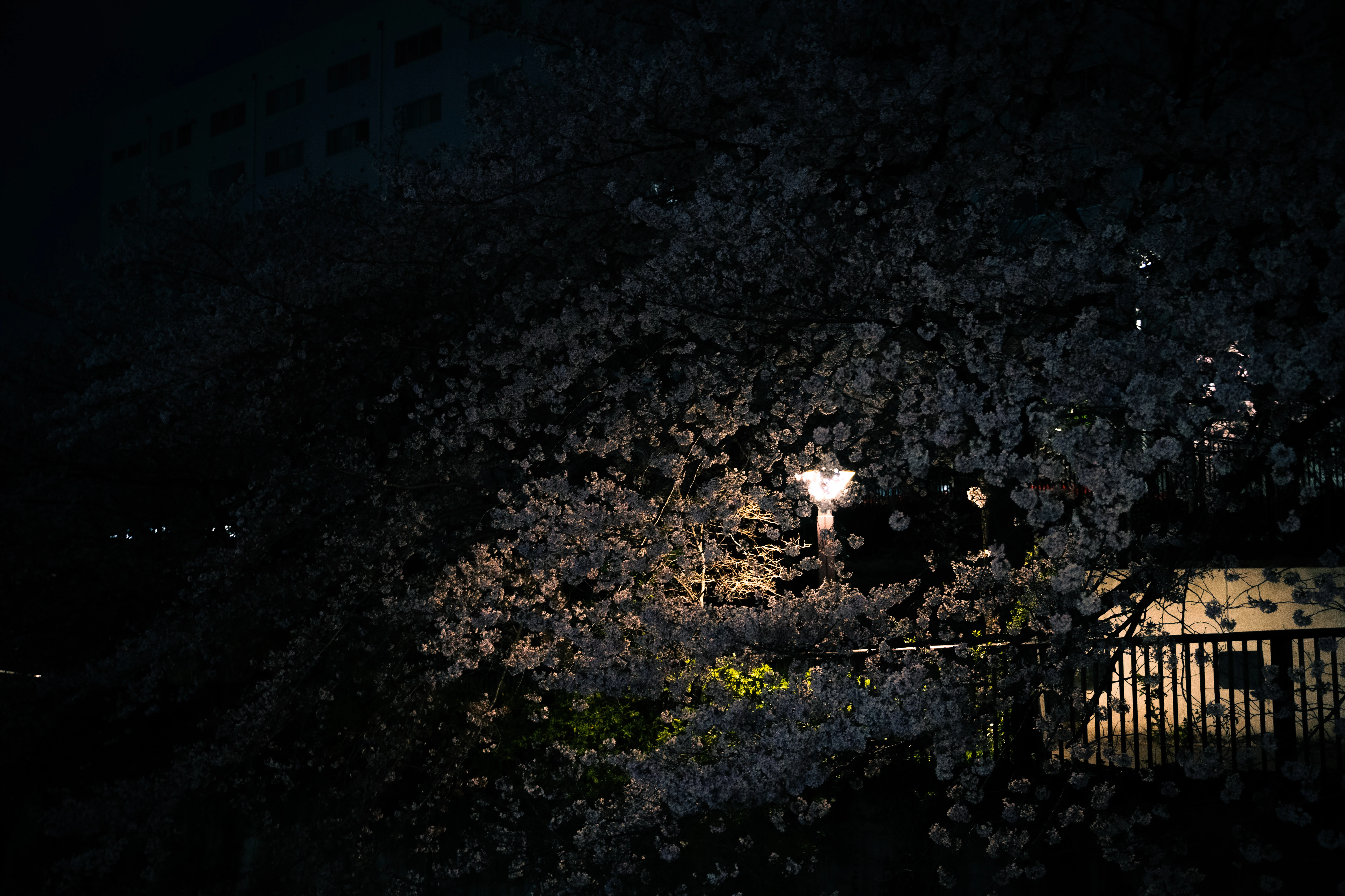 Illuminated Cherry Blossoms Dancing in the Night