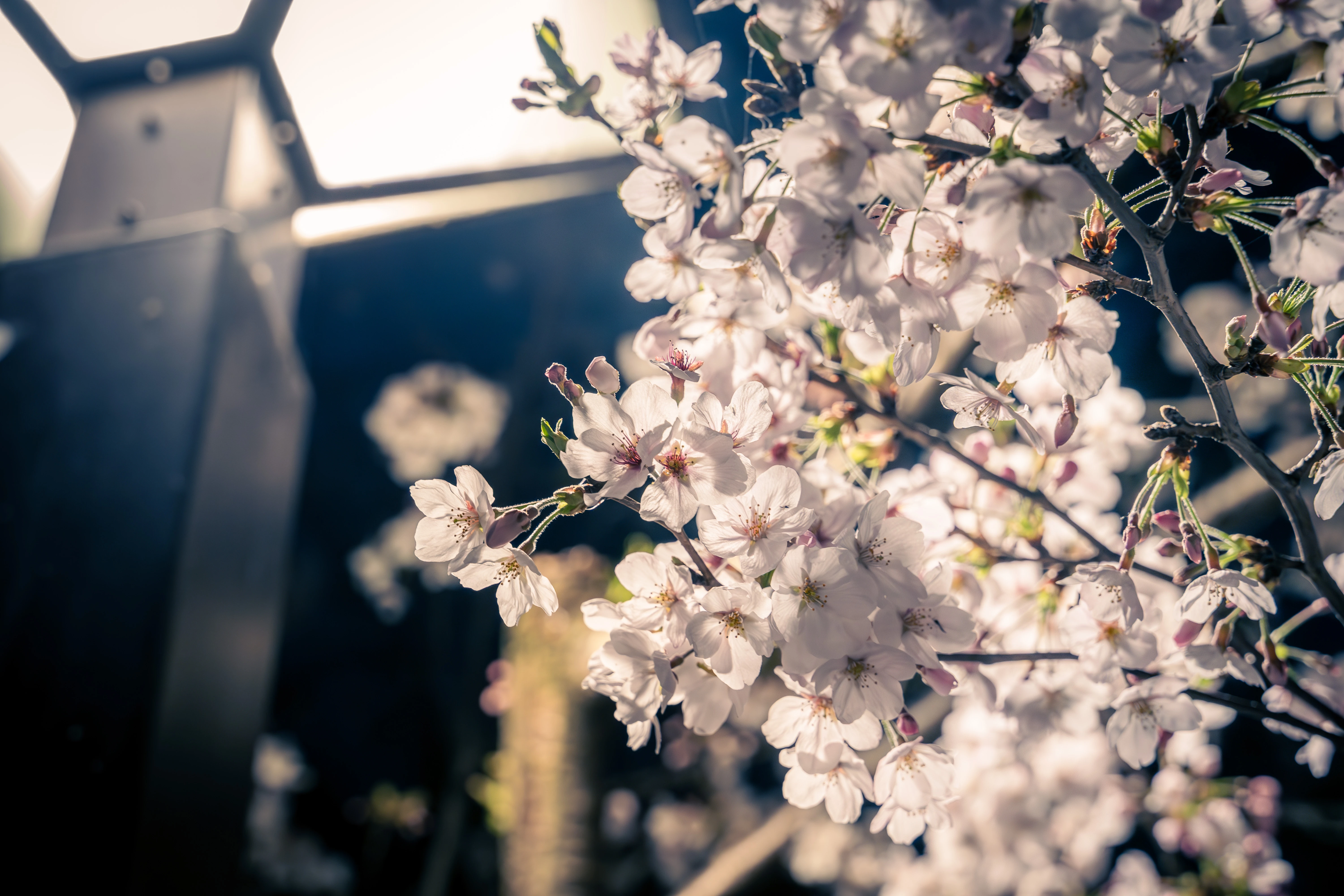 Illuminated Cherry Blossoms in Evening Gloom