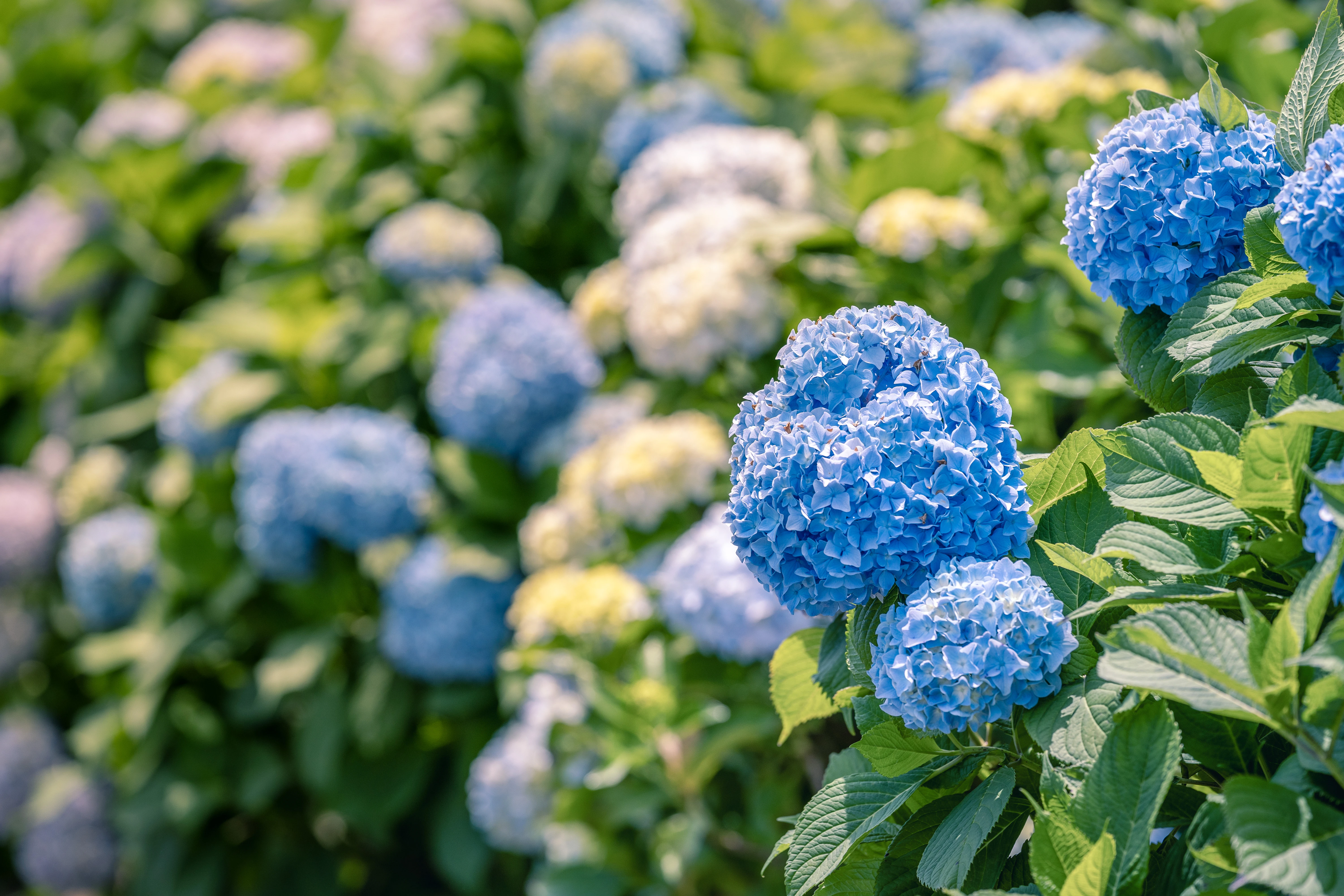 Vivid Bloom of Summer Hydrangeas