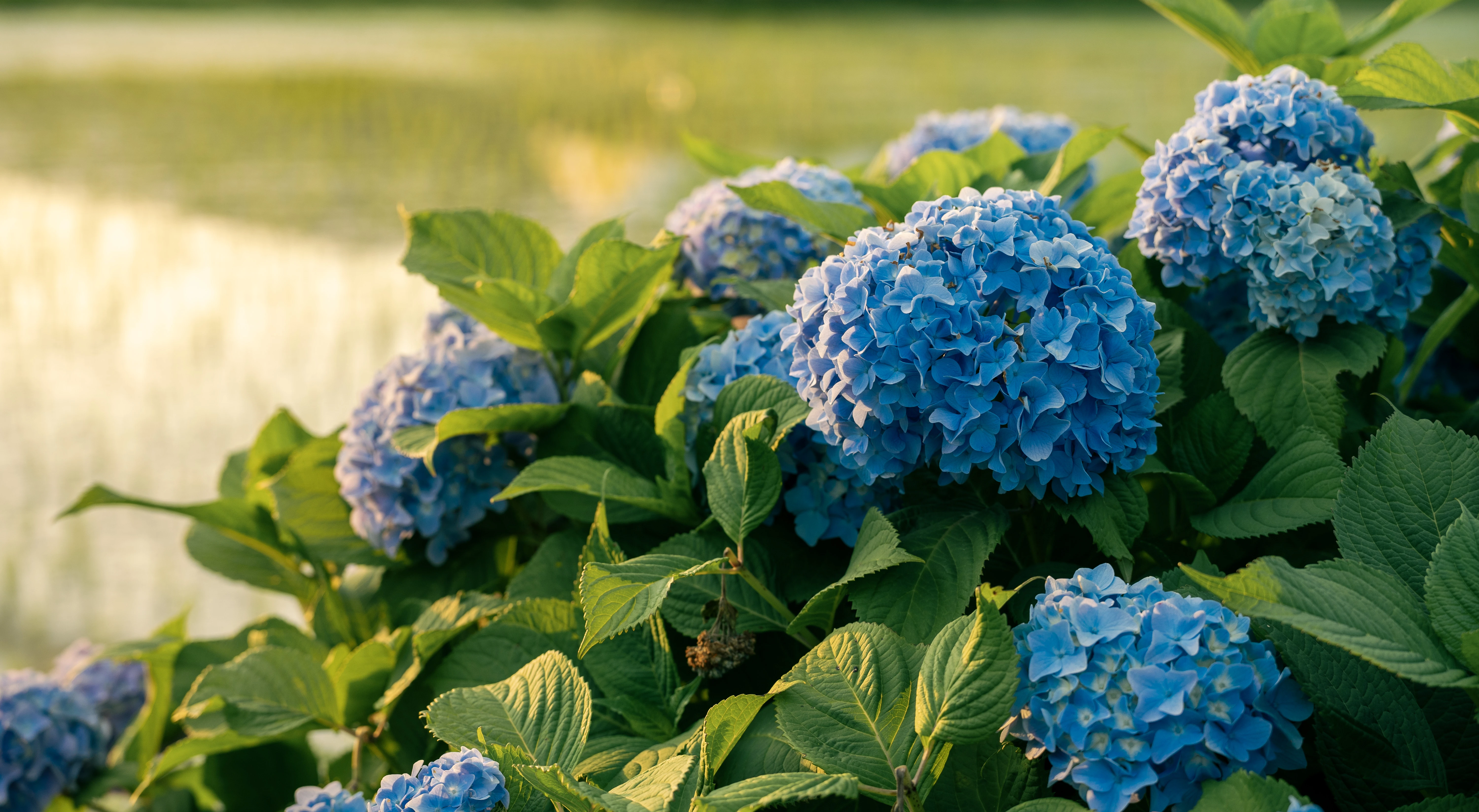 Radiant Hydrangeas Blooming by the Tranquil Waters