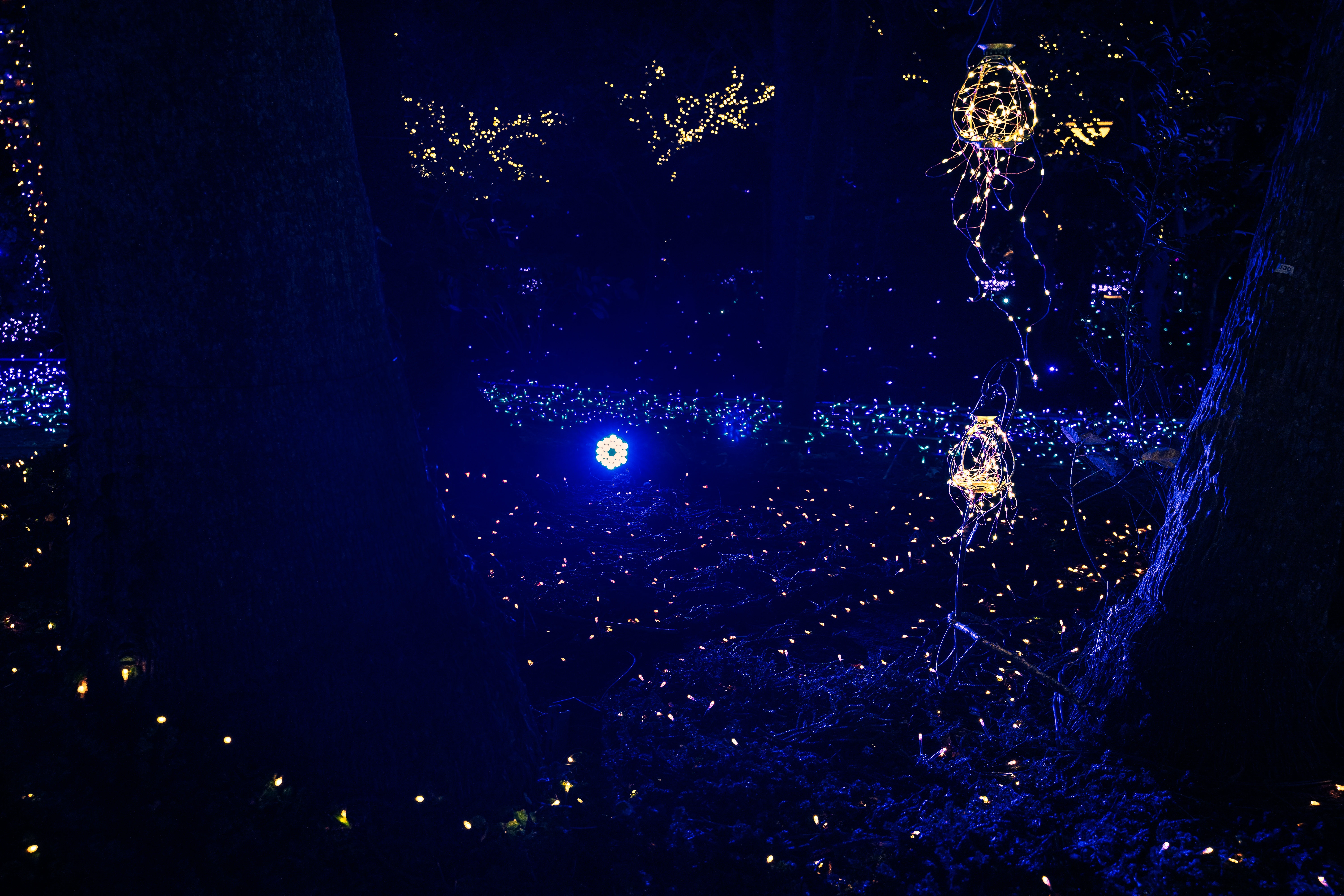 Ethereal Forest Illuminated by Mystical Night Lights