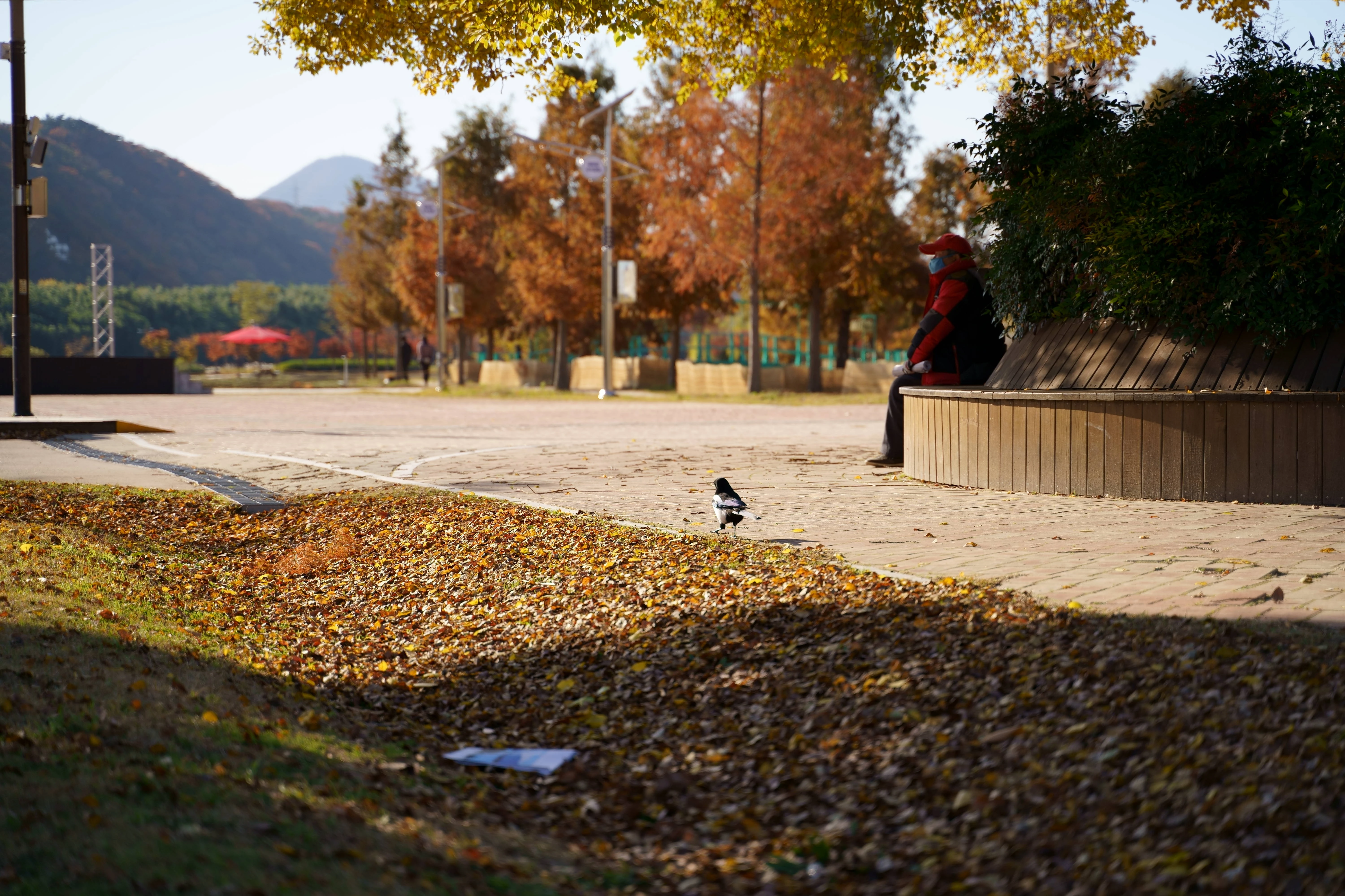 Autumn Afternoon at a Peaceful Park