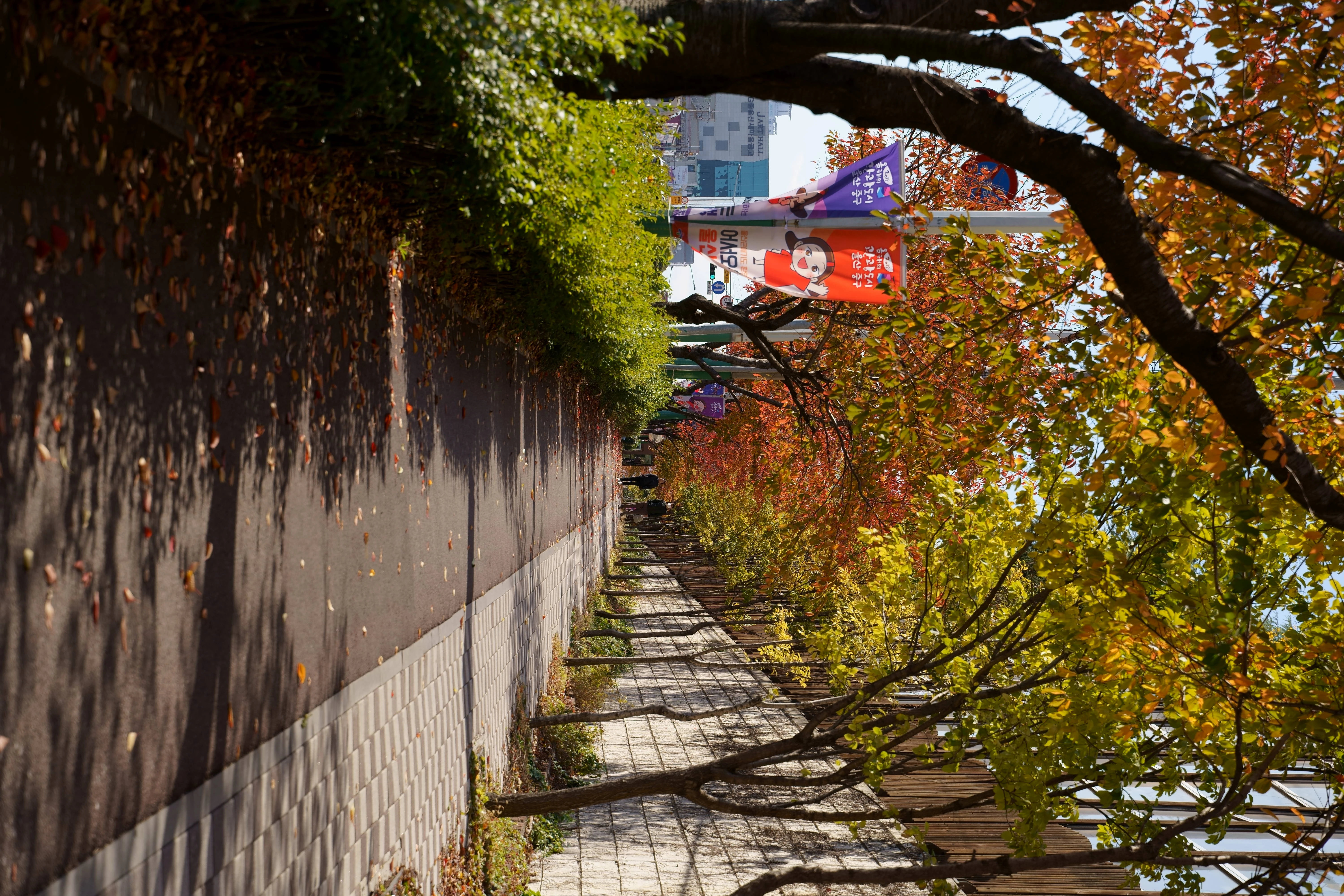 Vibrant Autumn Walkway Adorned with Colorful Foliage