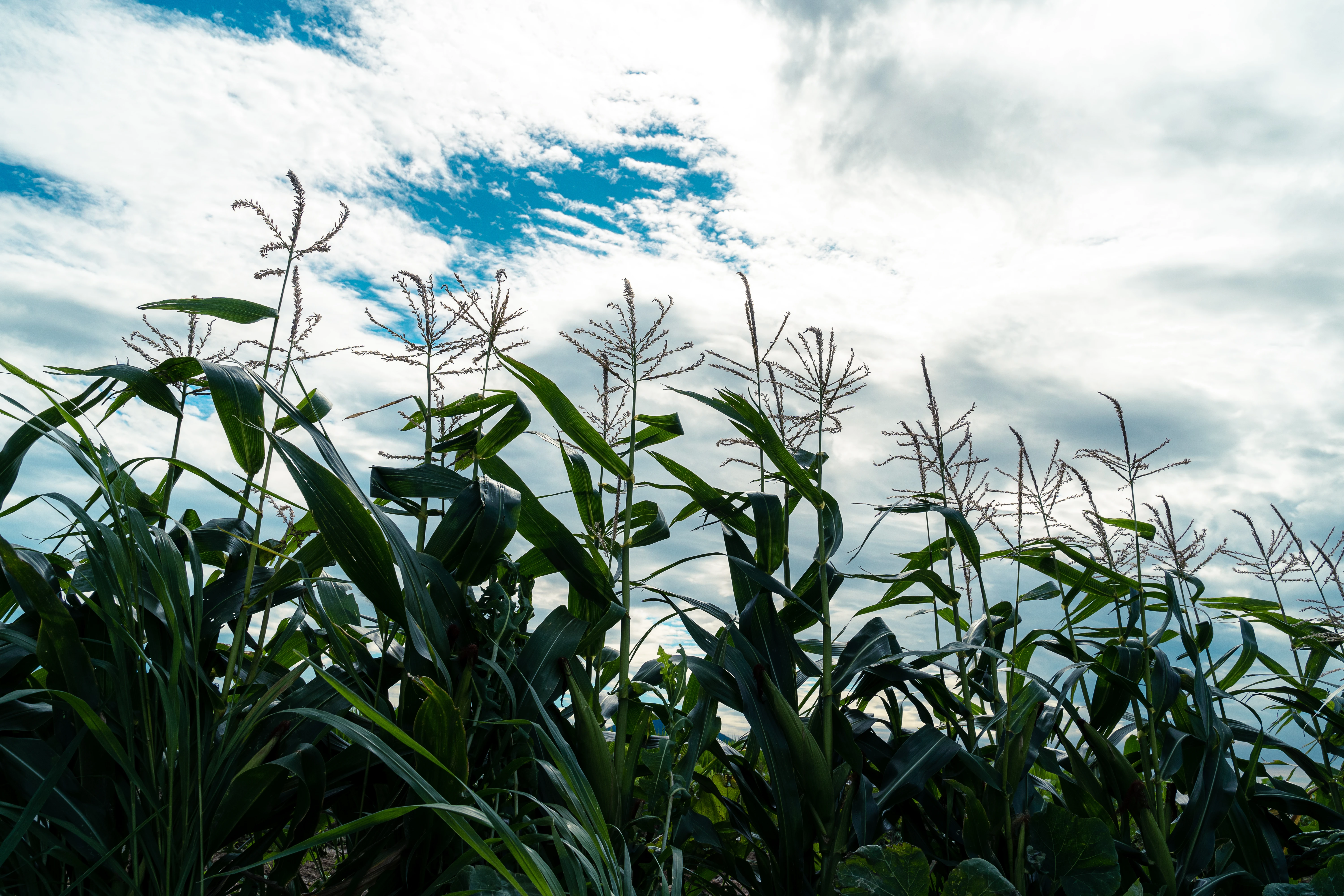 Towering Cornfields Under a Bright Sky