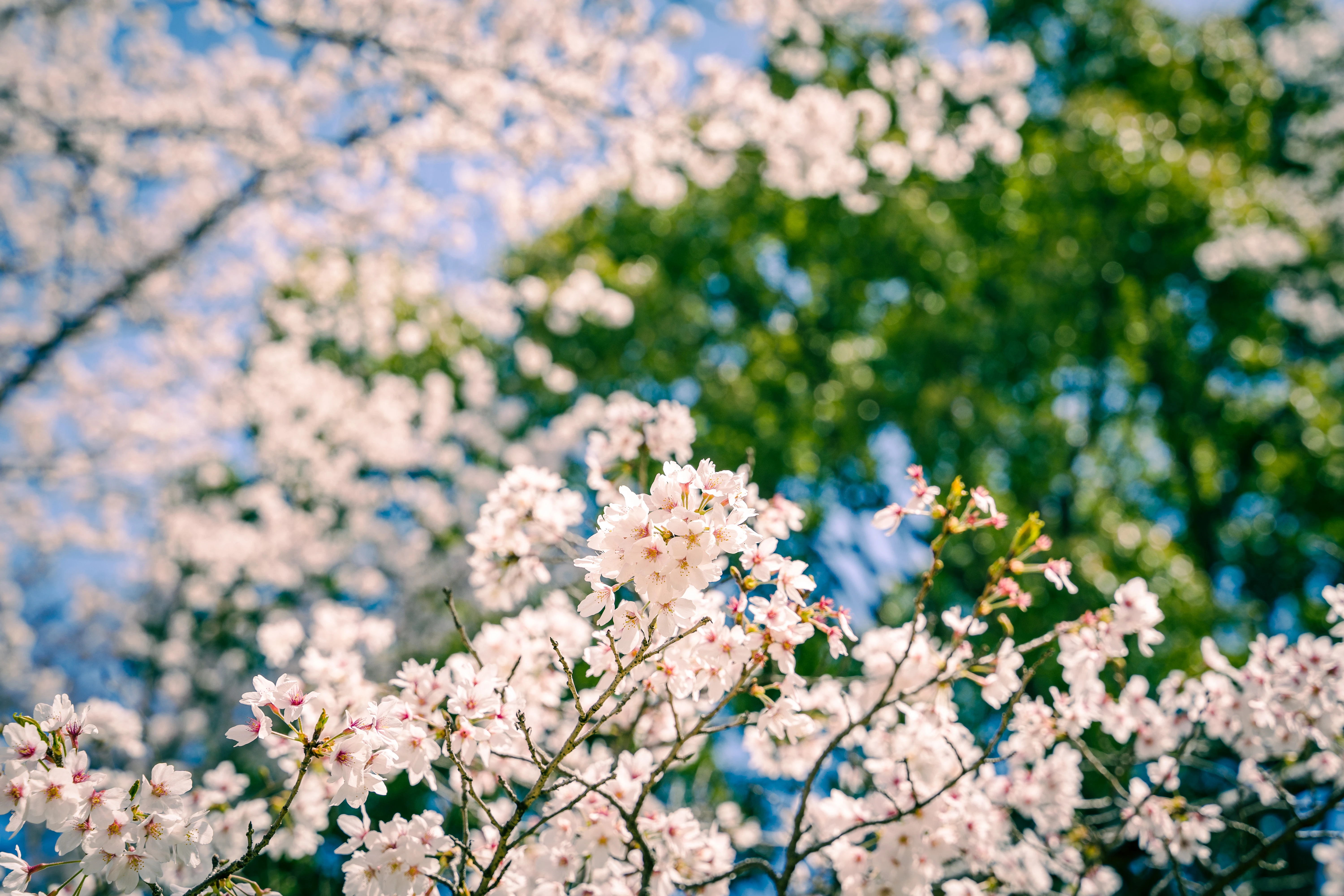Blooming Cherry Blossoms Under a Sunny Sky