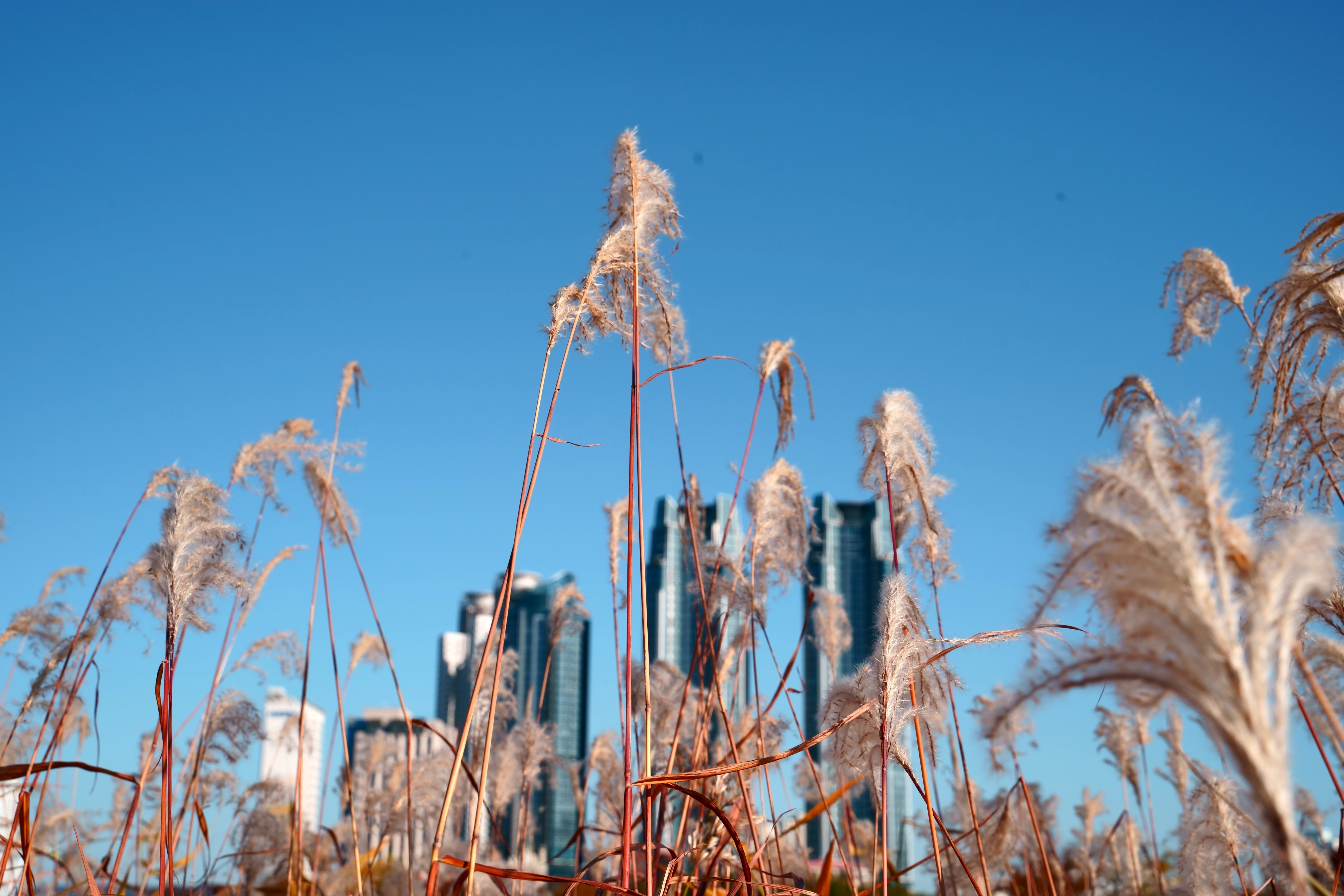 Cityscape Framed Through Wispy Reed Fields