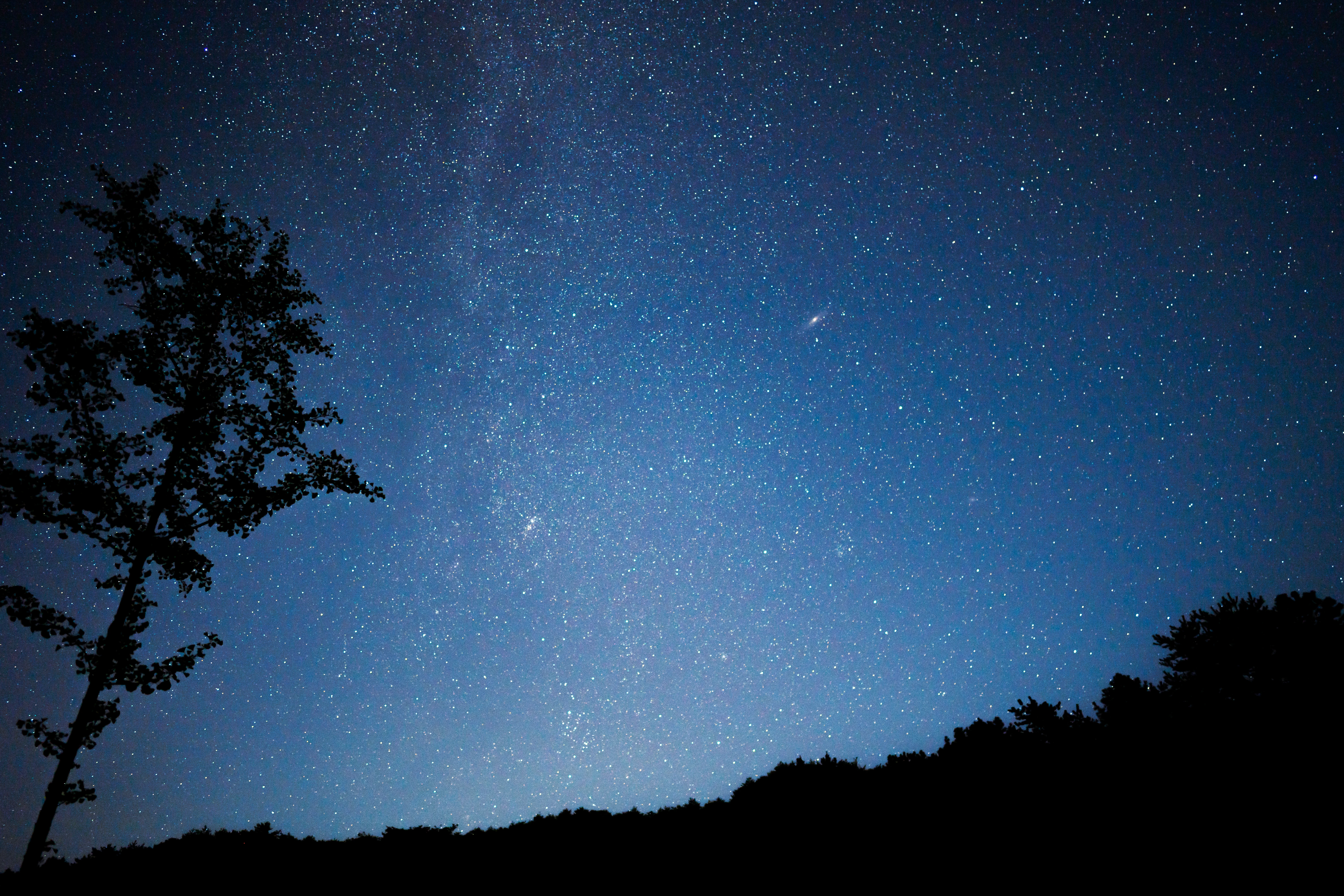 Silent Tree Witnessing a Starry Night Sky