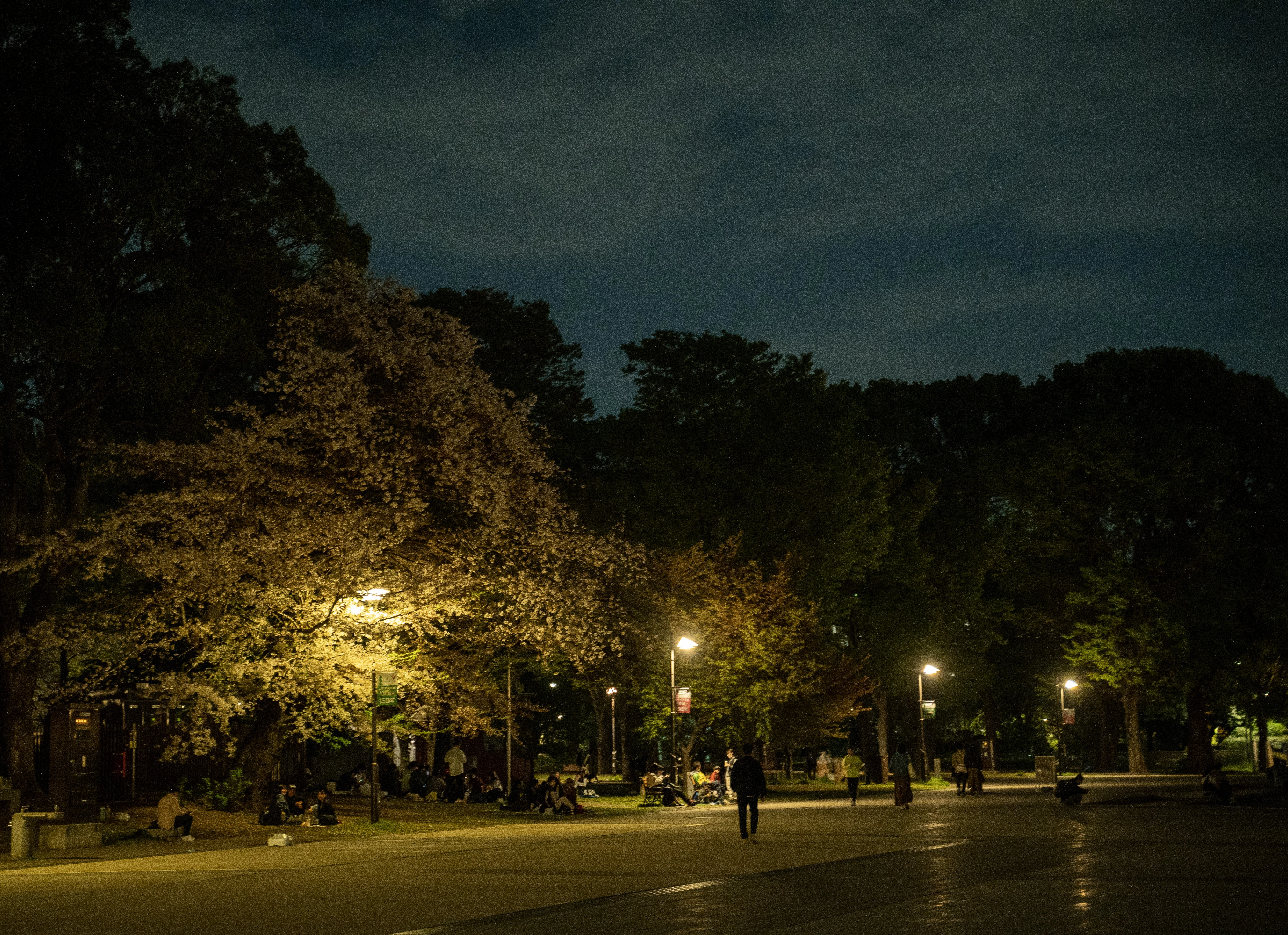 Nighttime Blossoms Under Soft Streetlights