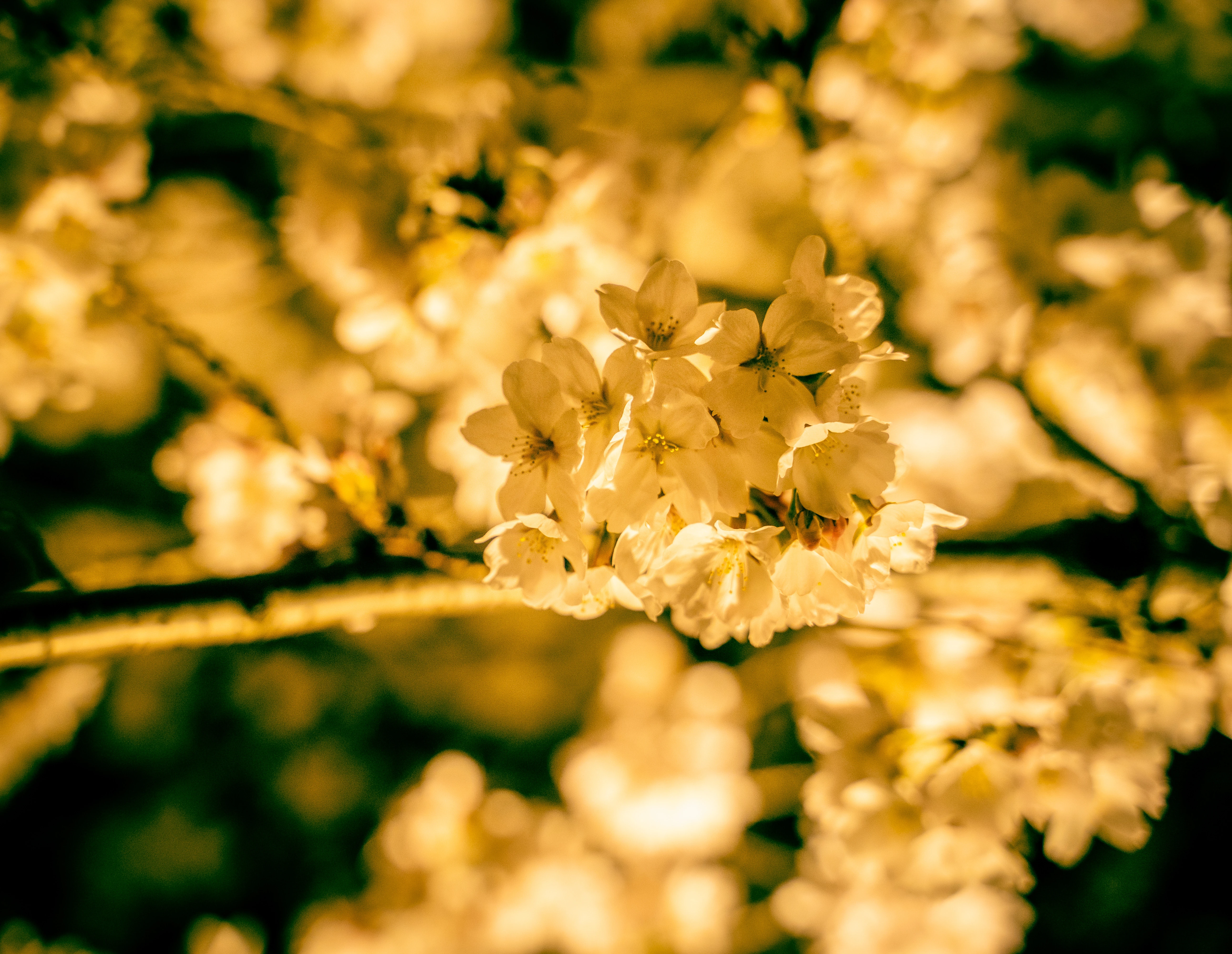 Golden Glow: Illuminated Cherry Blossoms at Night