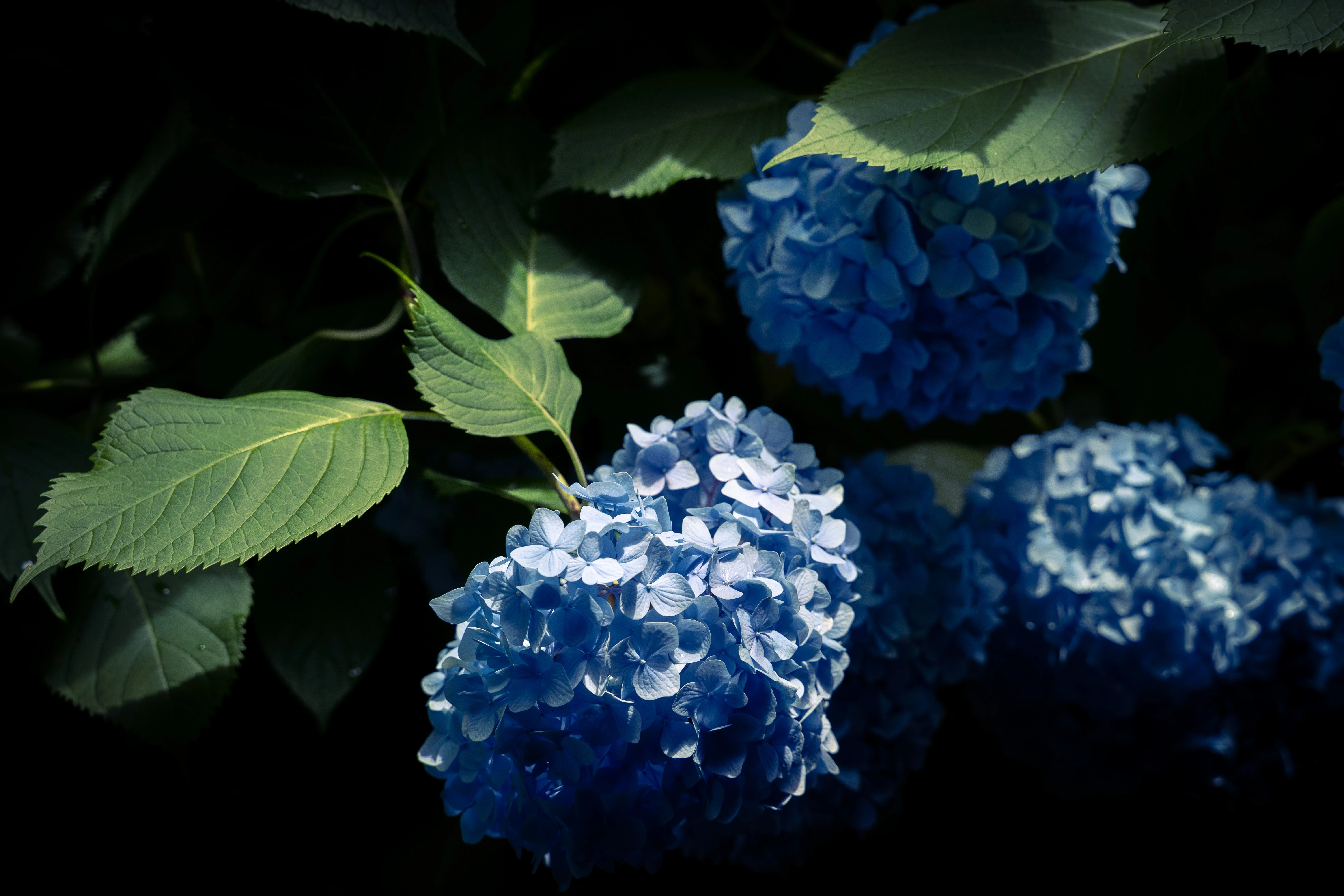 Shadows and Serenity: Close-up of Lush Blue Hydrangeas