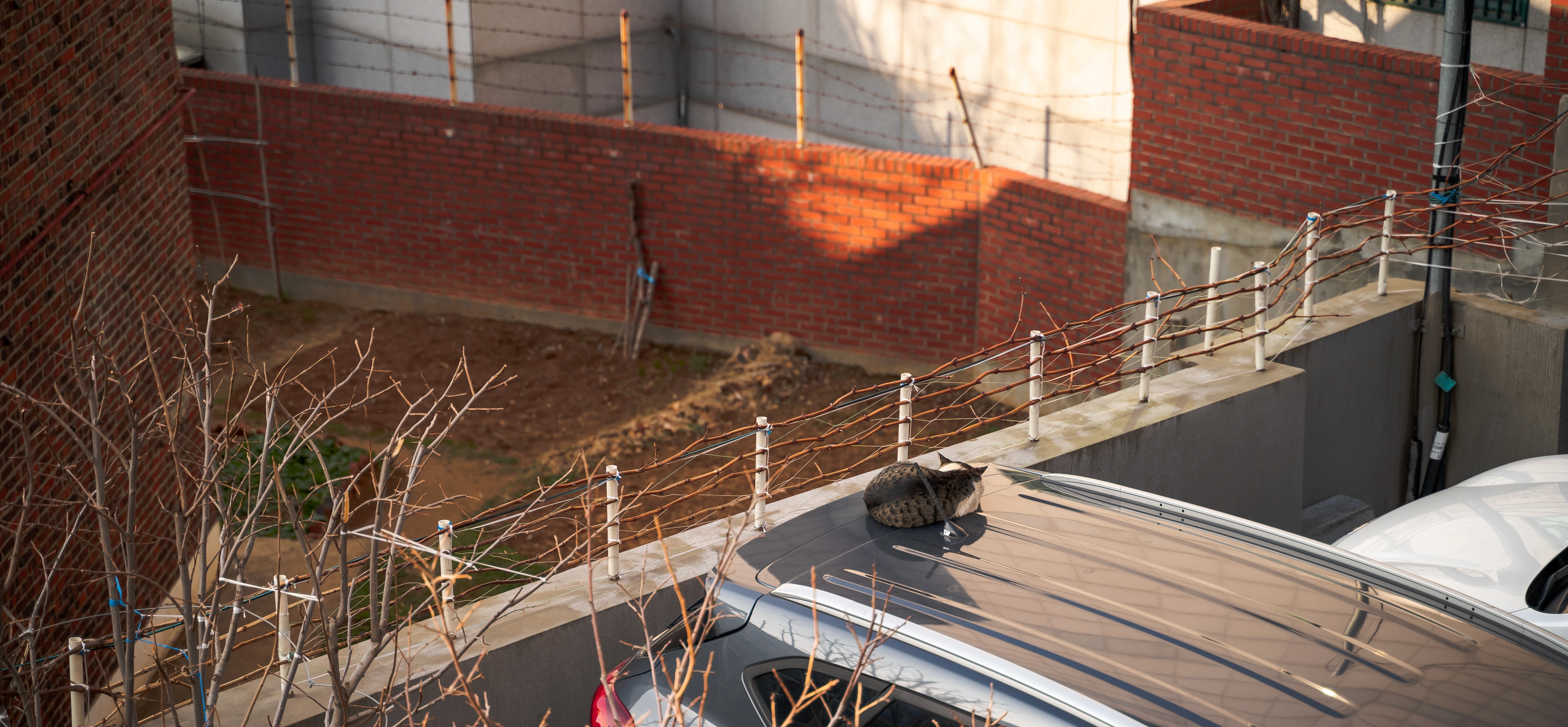 Urban Cat Basking on a Rooftop Car in Winter Sunlight