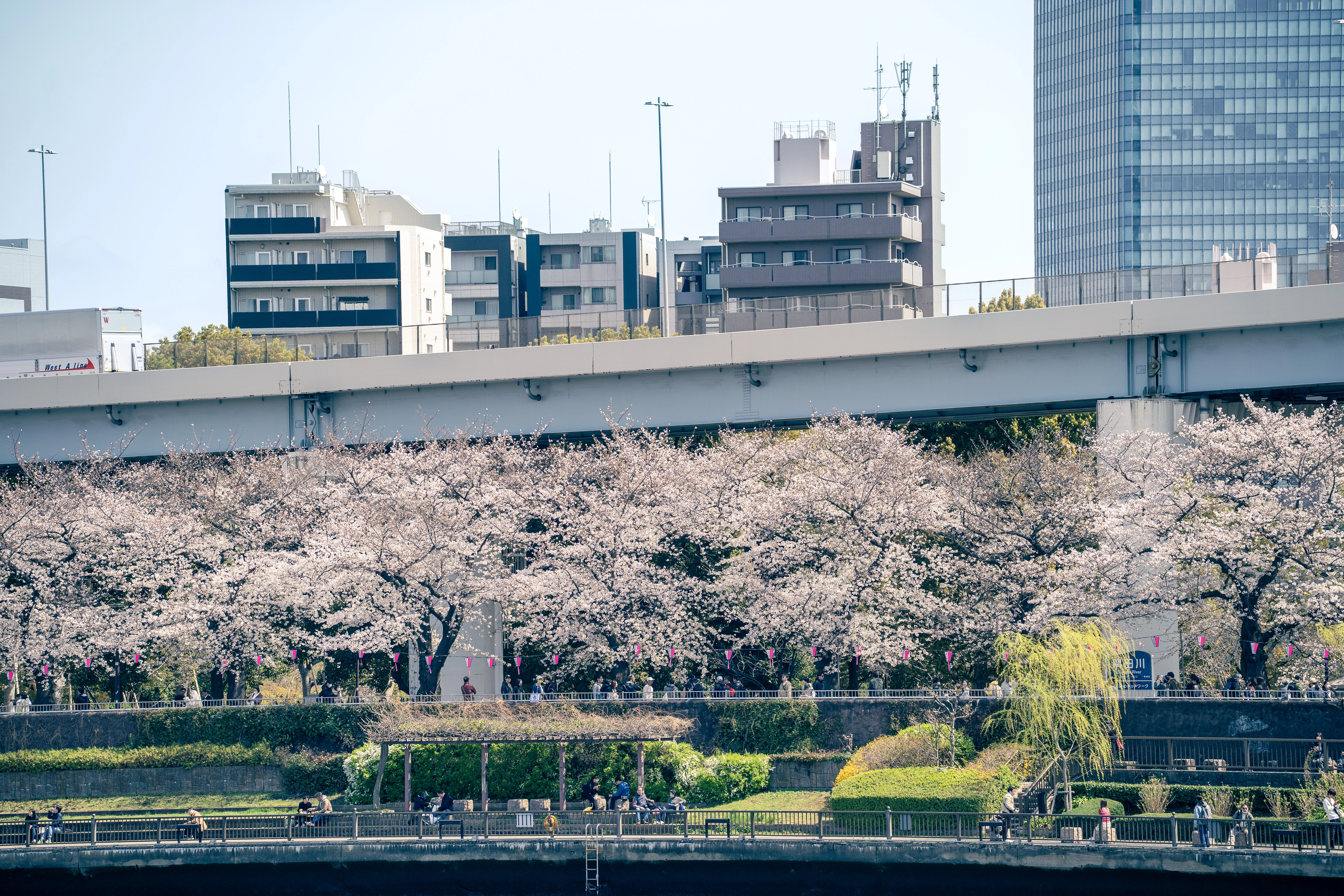 Springtime Cherry Blossoms Along the Urban River Under an Overpass