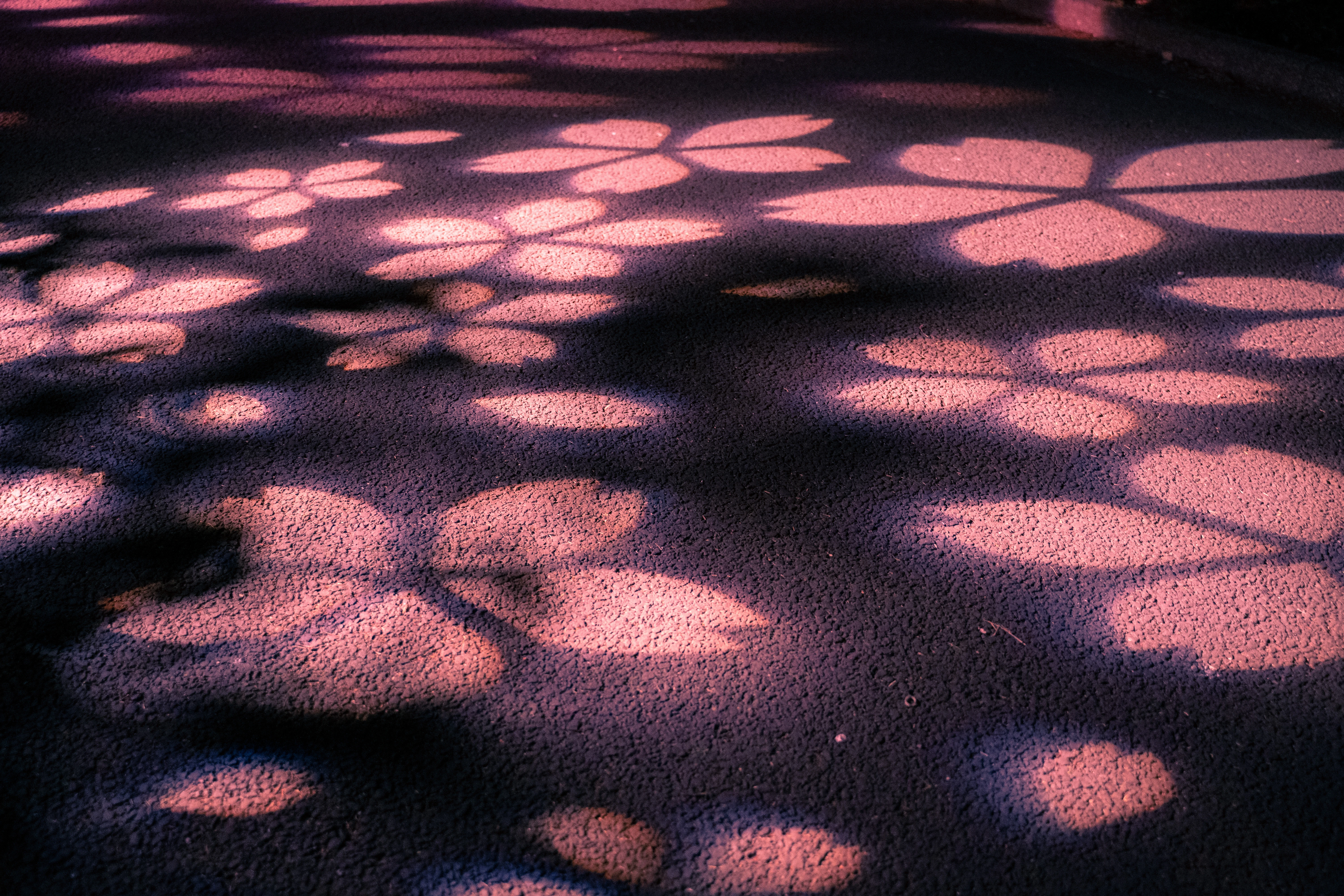 Blossom Shadows Illuminating the Evening Path