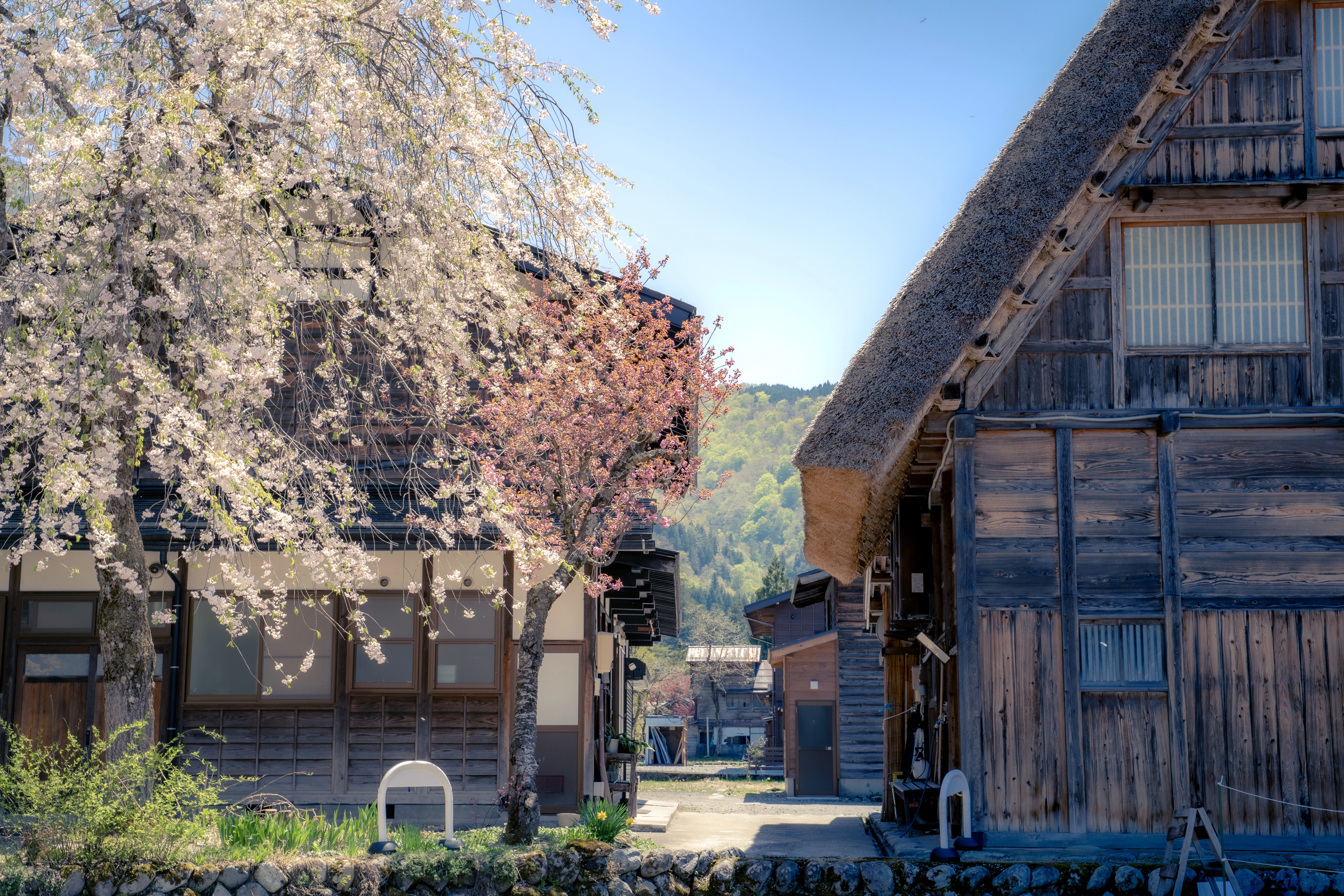 Tranquil Spring Day in a Traditional Japanese Village with Cherry Blossoms