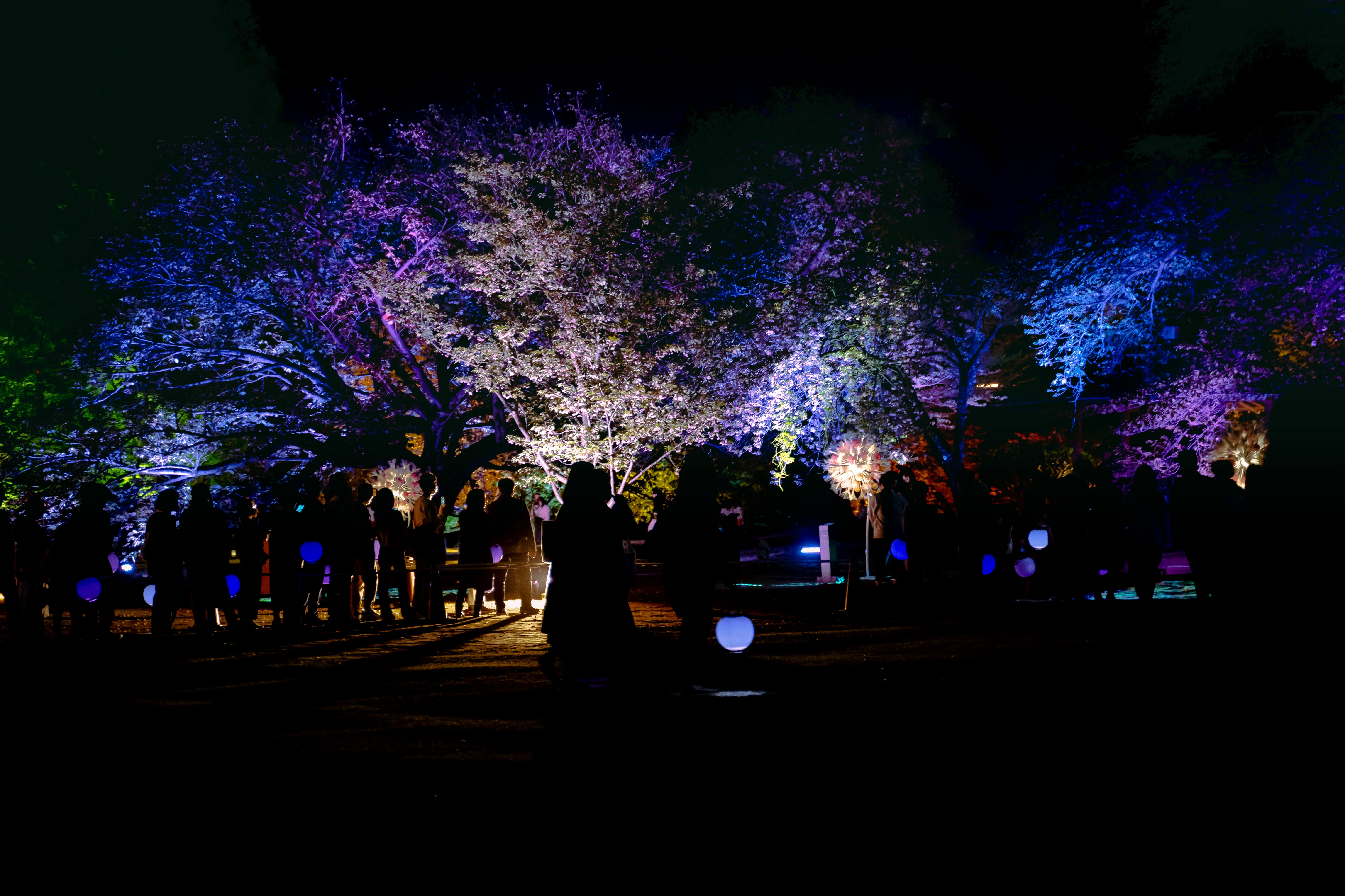 Illuminated Sakura under the Night Sky