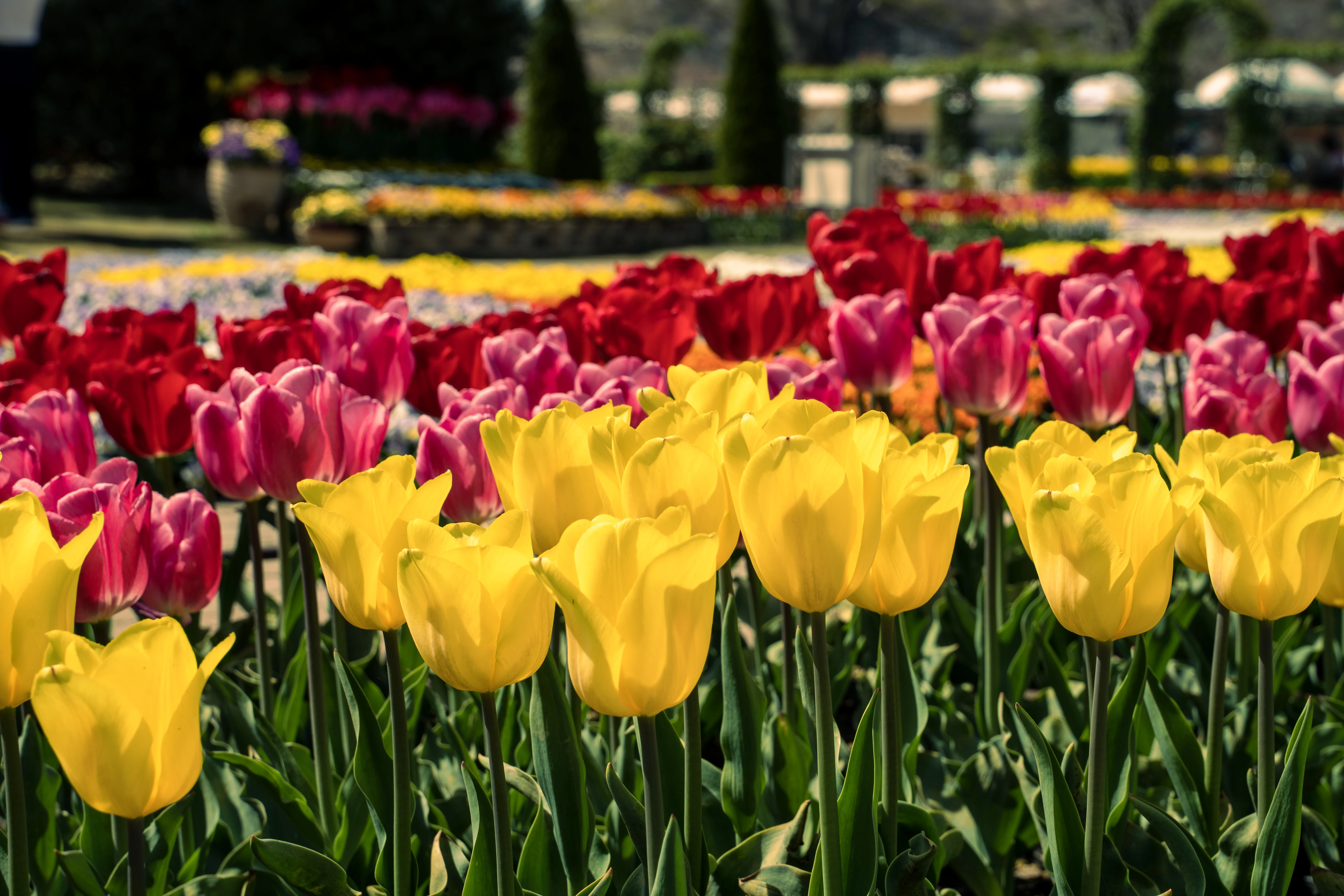 Vibrant Array of Blooming Tulips in a Serene Garden