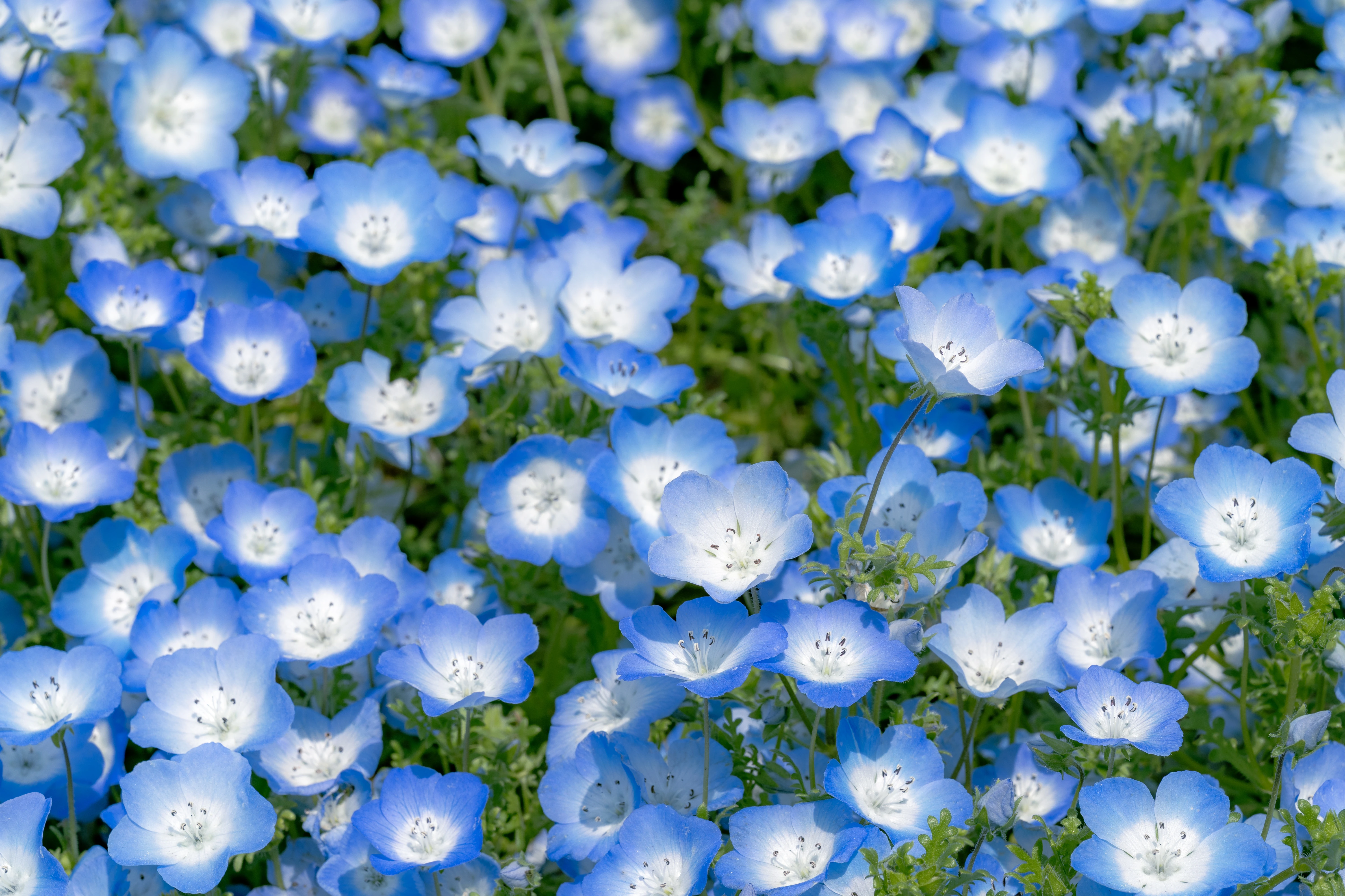 Dreamy Blue Nemophila Blossoms in Full Spring Bloom