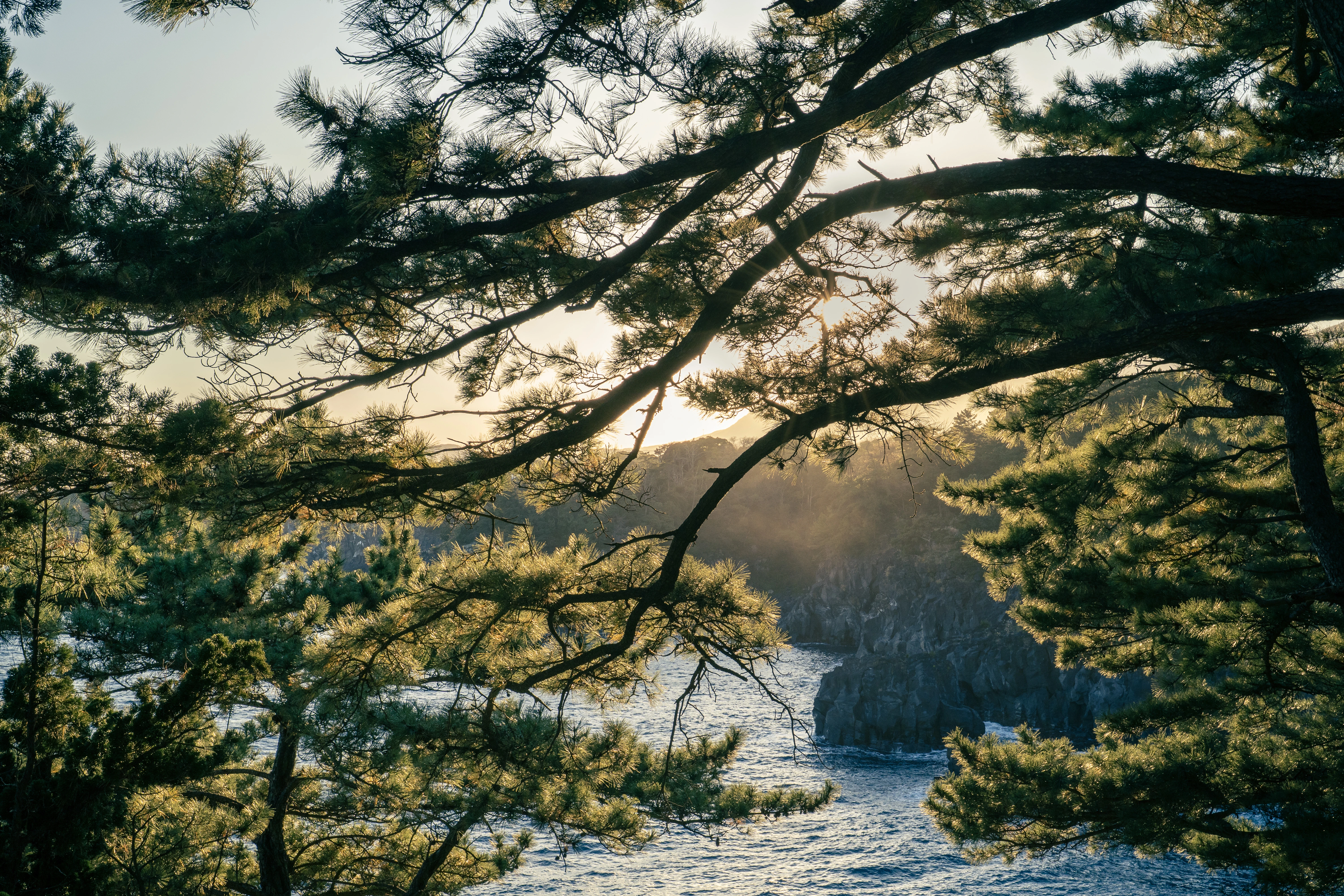 Golden Light Through Coastal Pines