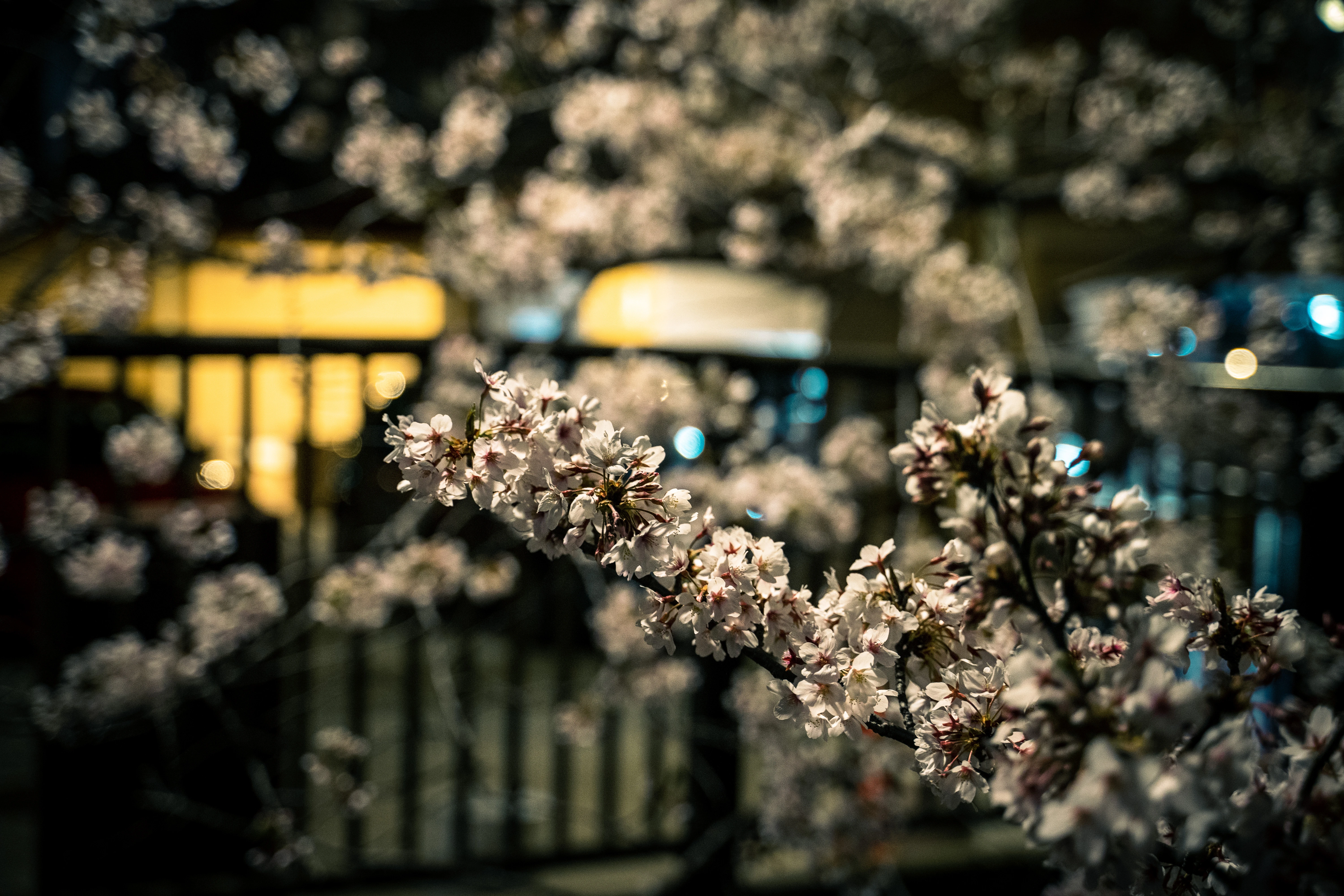 Nocturnal Cherry Blossoms Against City Lights