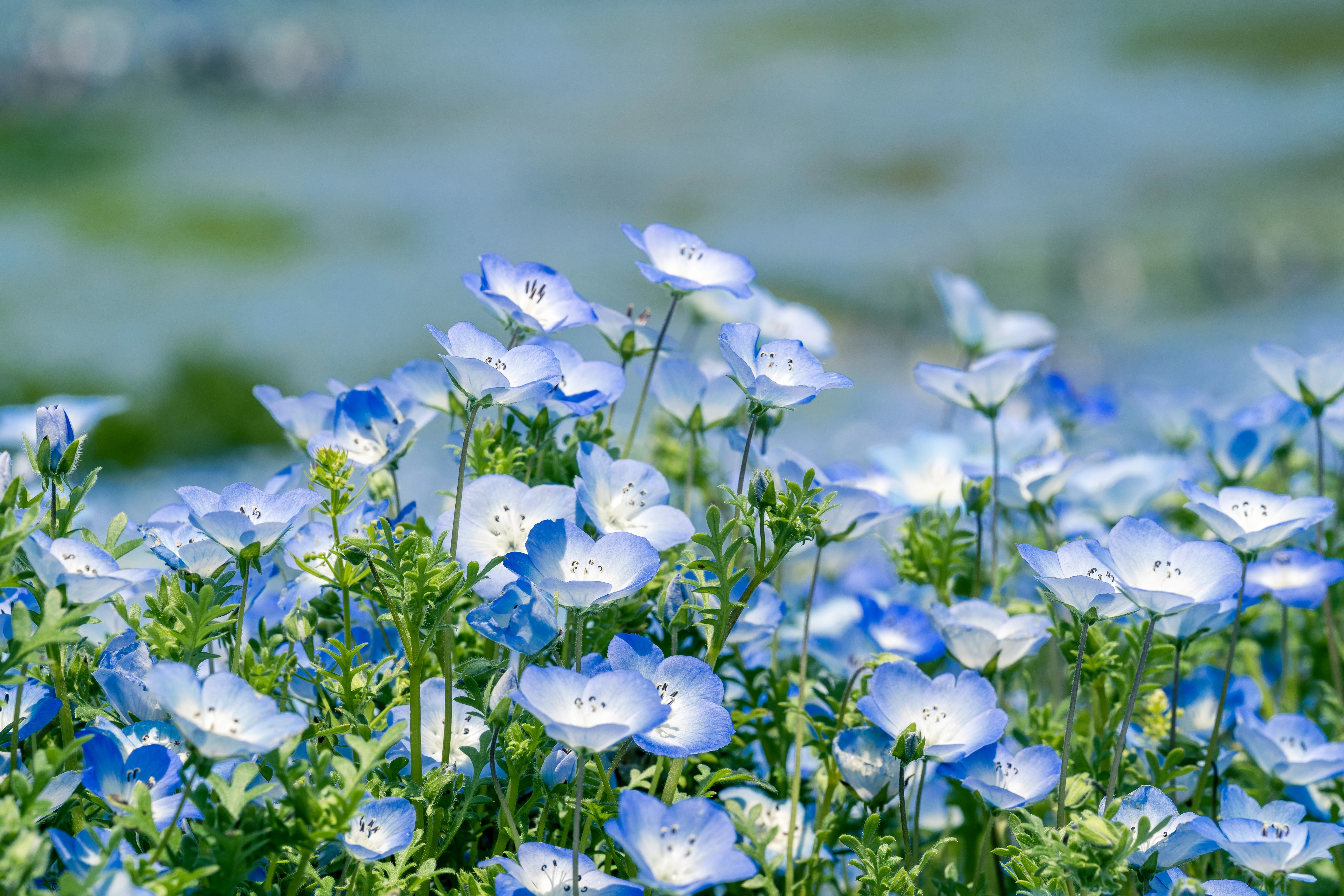 Field of Blue Nemophila Blossoms in Spring Light