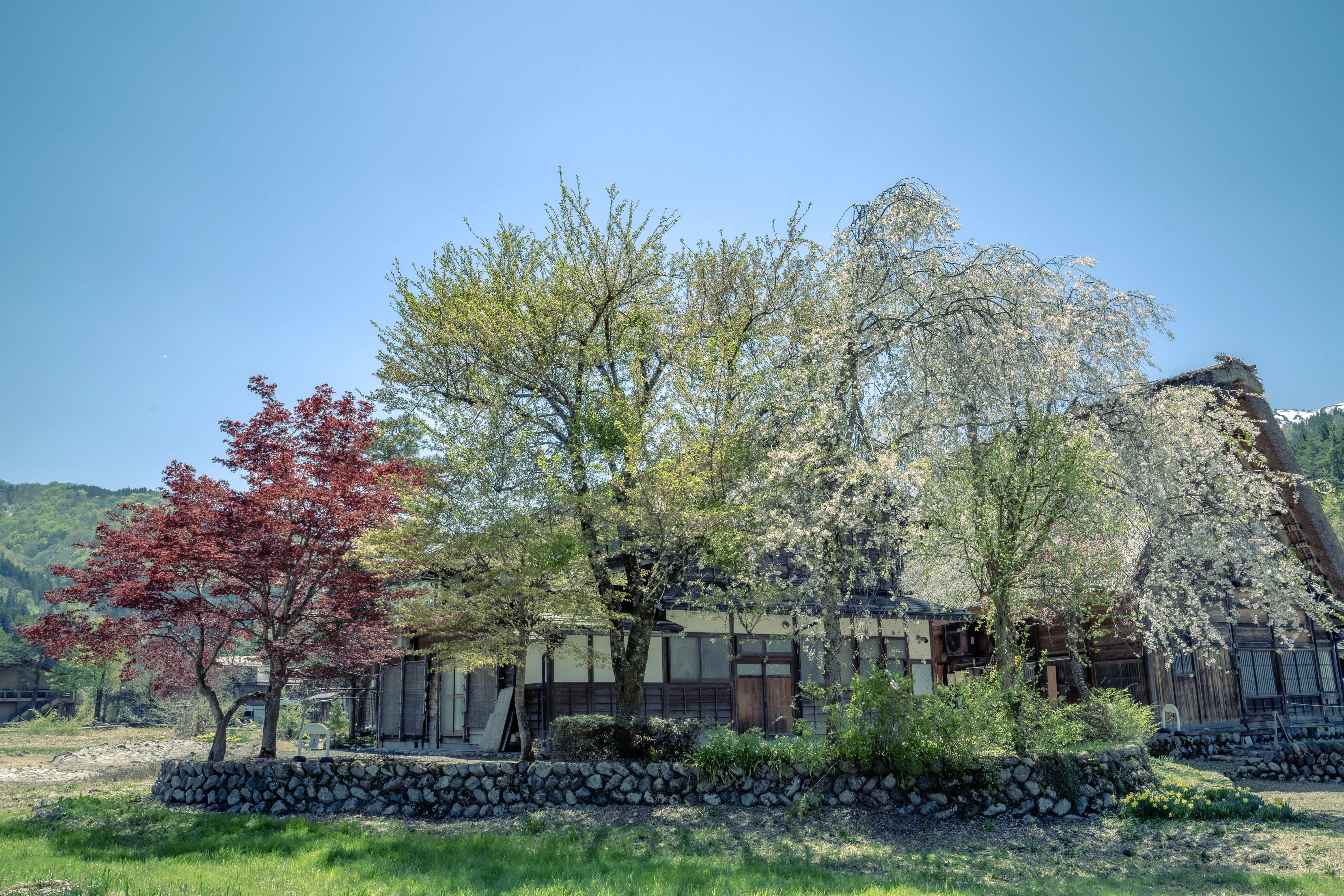 Spring Day at Traditional Japanese House with Blossoming Trees