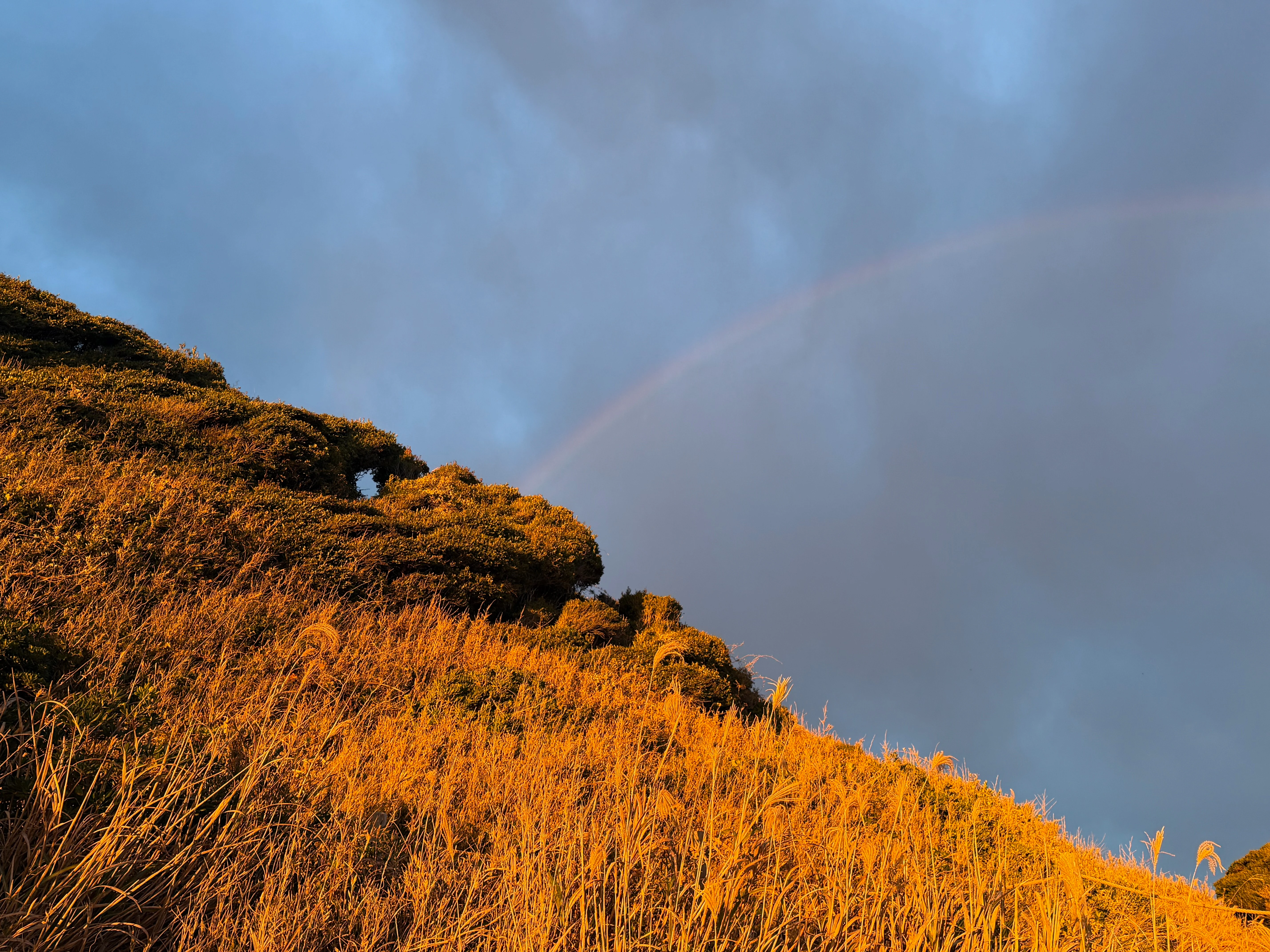Golden Glow of Autumn Grass Under a Gray Sky