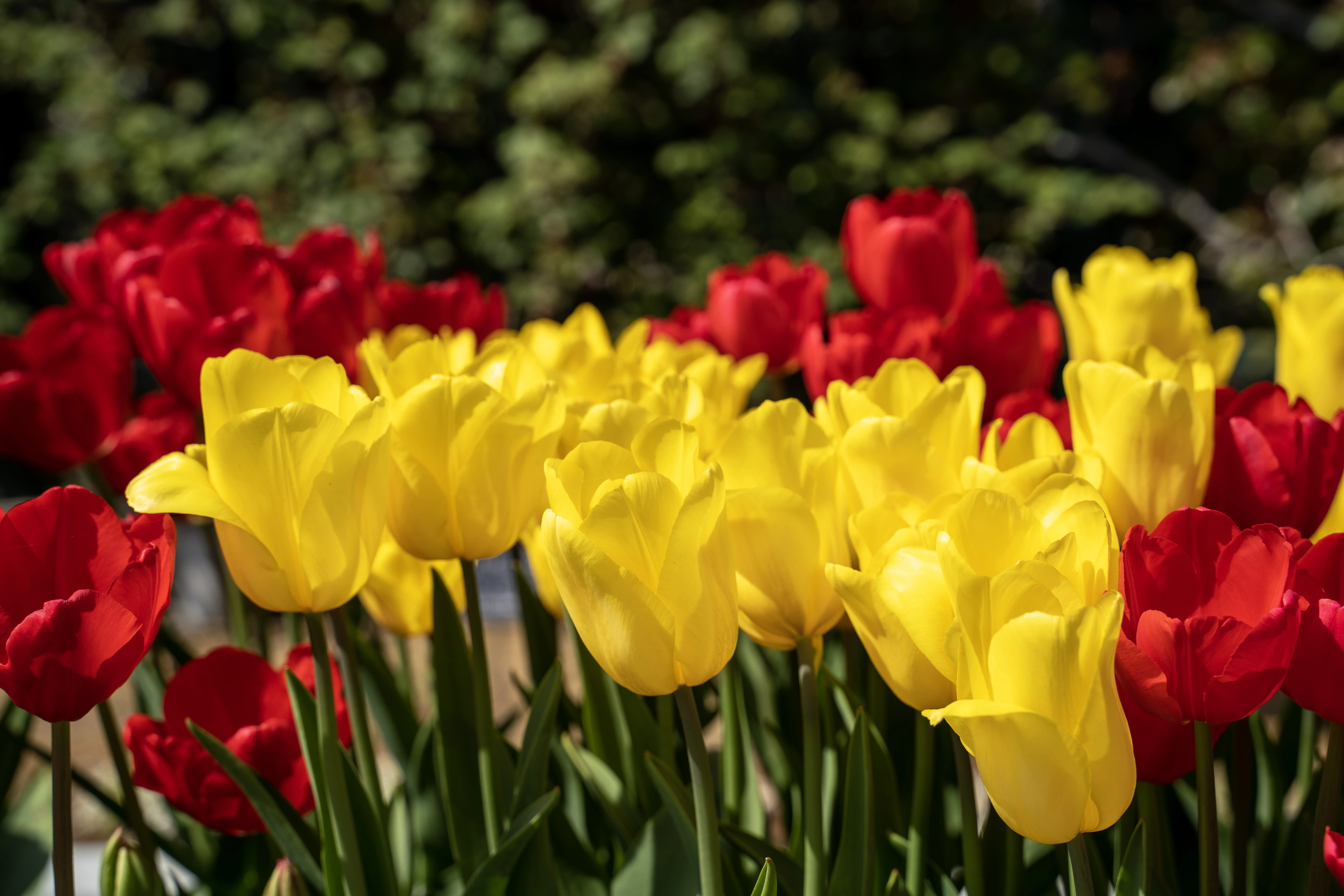 Radiant Red and Yellow Tulips in Full Bloom