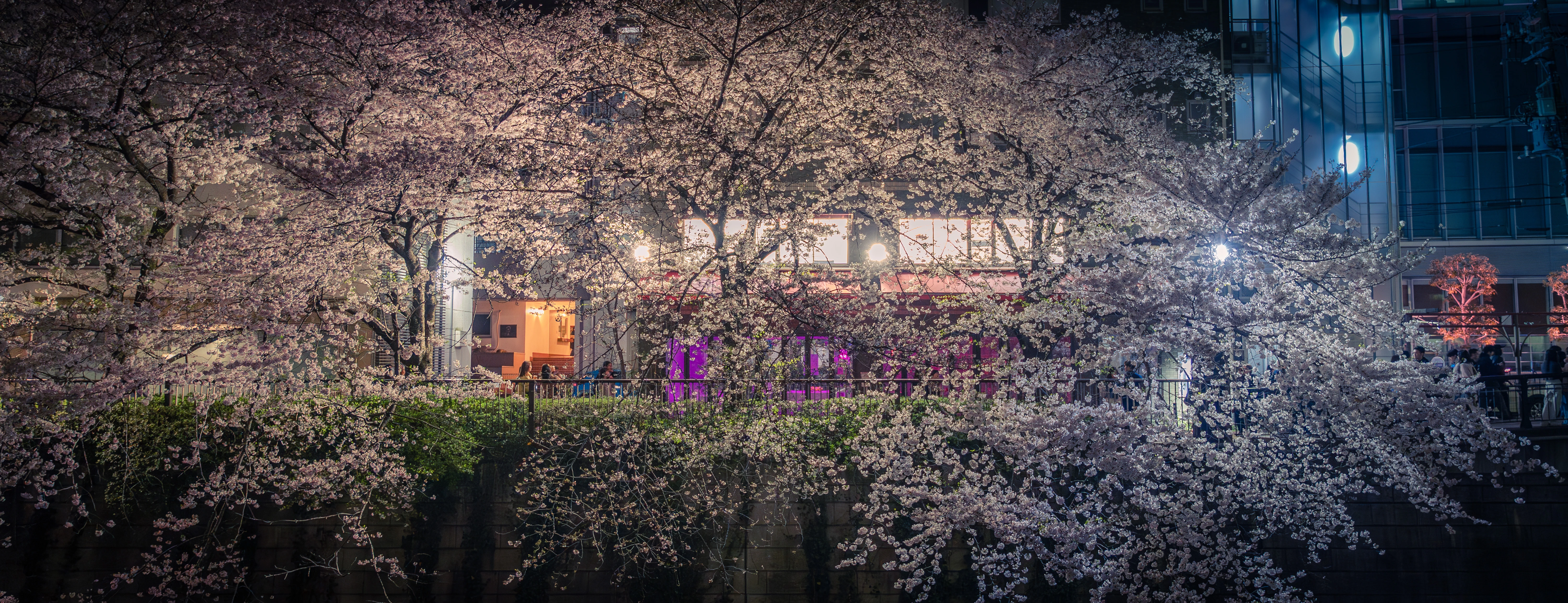 Nighttime Blossoms: A Vivid Sakura Street Scene