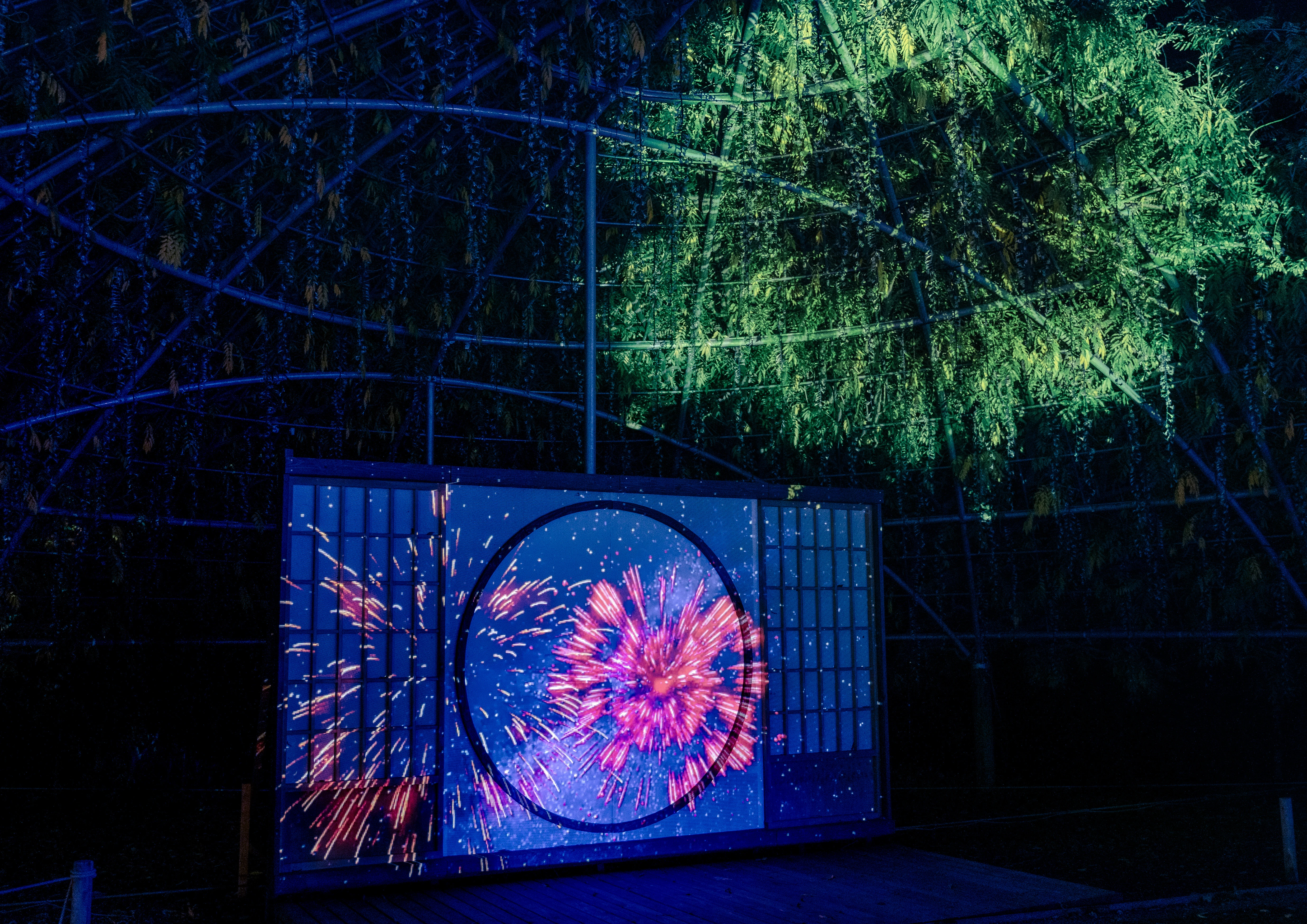 Illuminated Fireworks Display Amidst an Enchanting Forest Scene