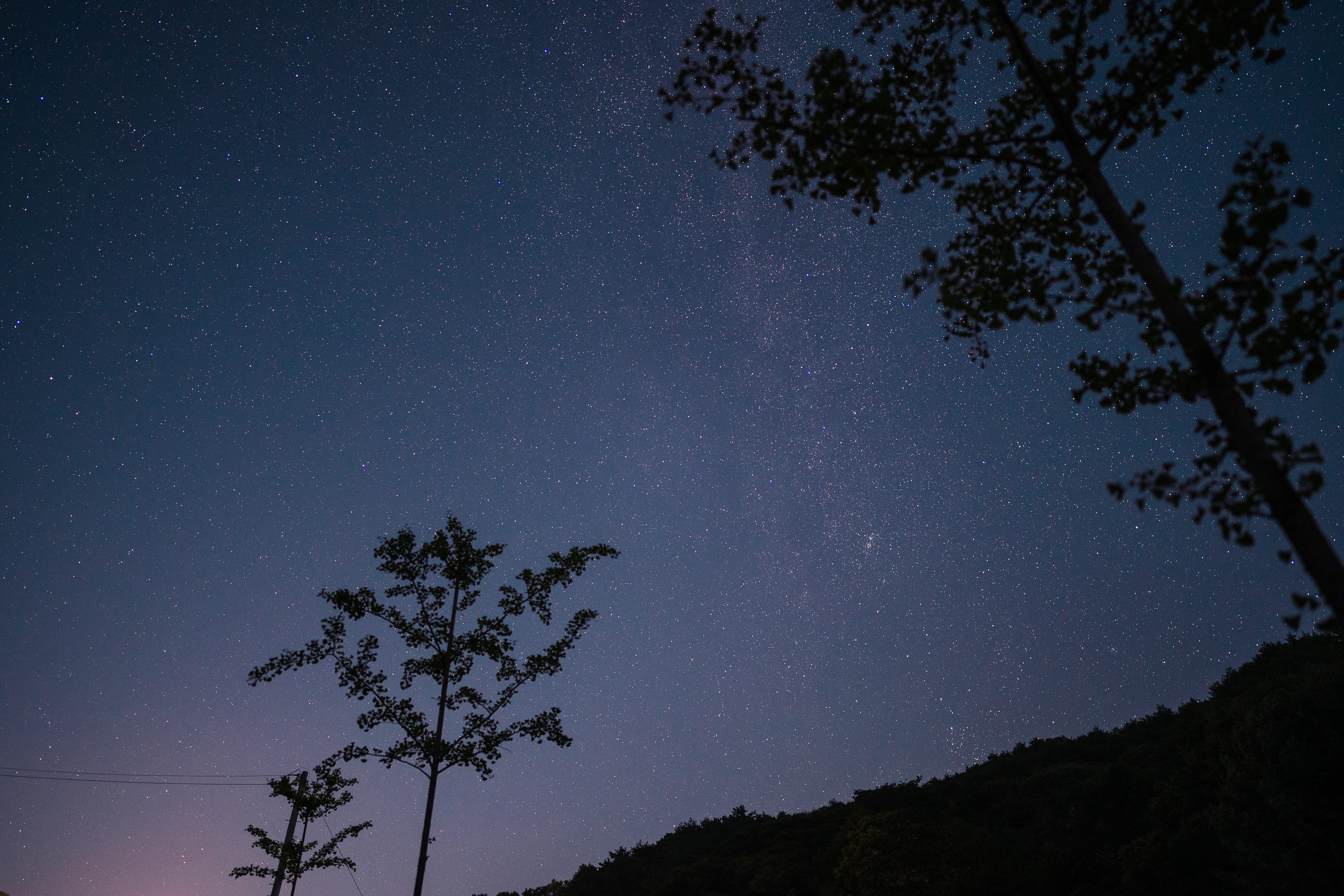 Starry Sky Above Quiet Forest Silhouettes