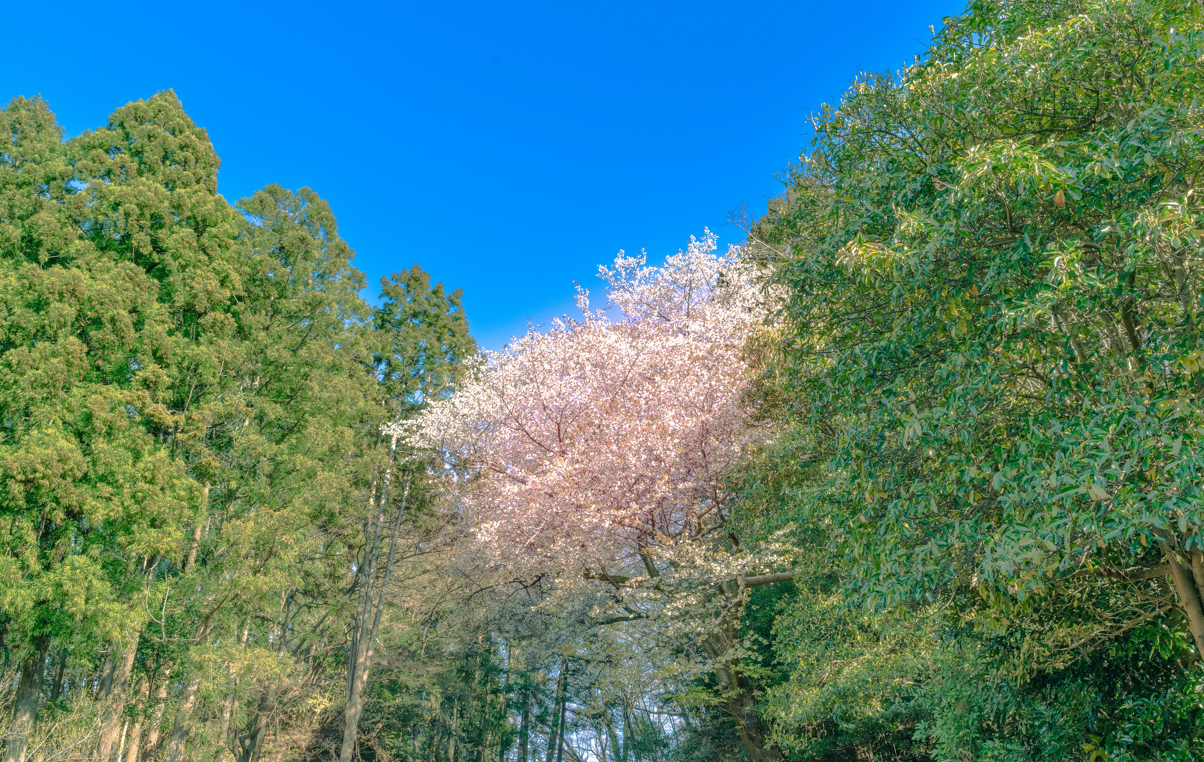 Springtime Splendor: Blossoming Sakura Under a Clear Blue Sky