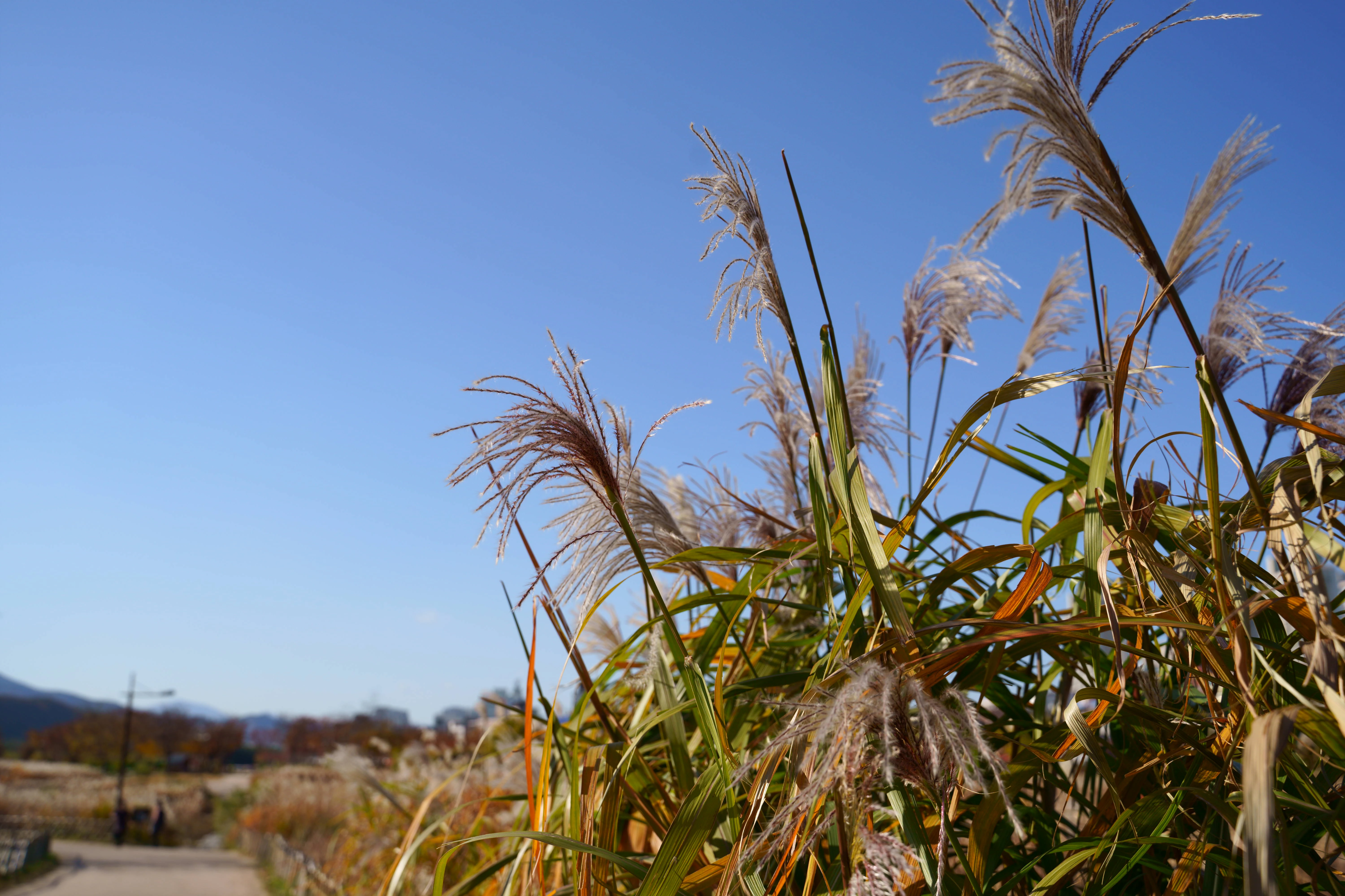 Golden Pampas Grass Swaying Under a Serene Autumn Sky