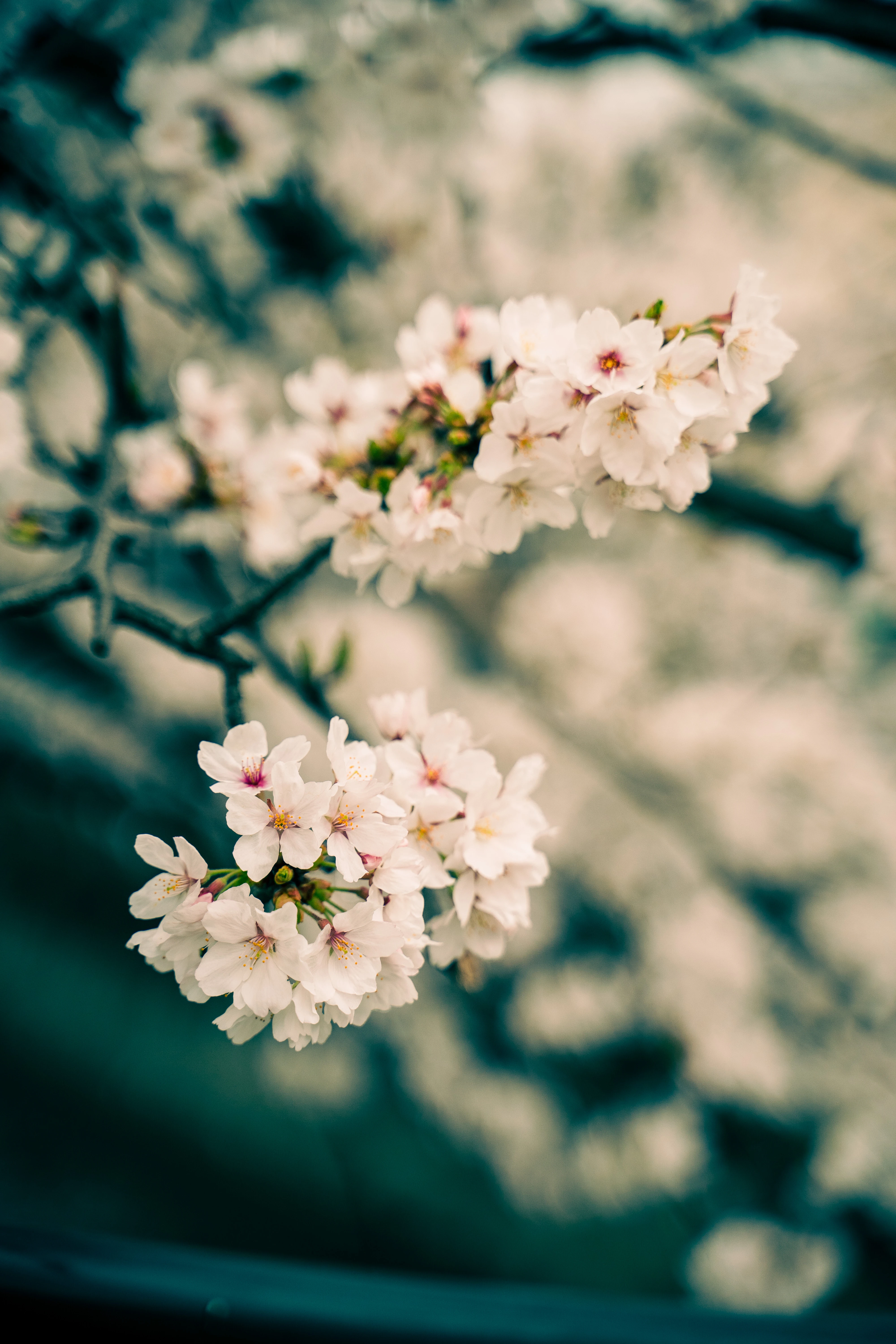 Soft Blossoms of Springtime Serenity