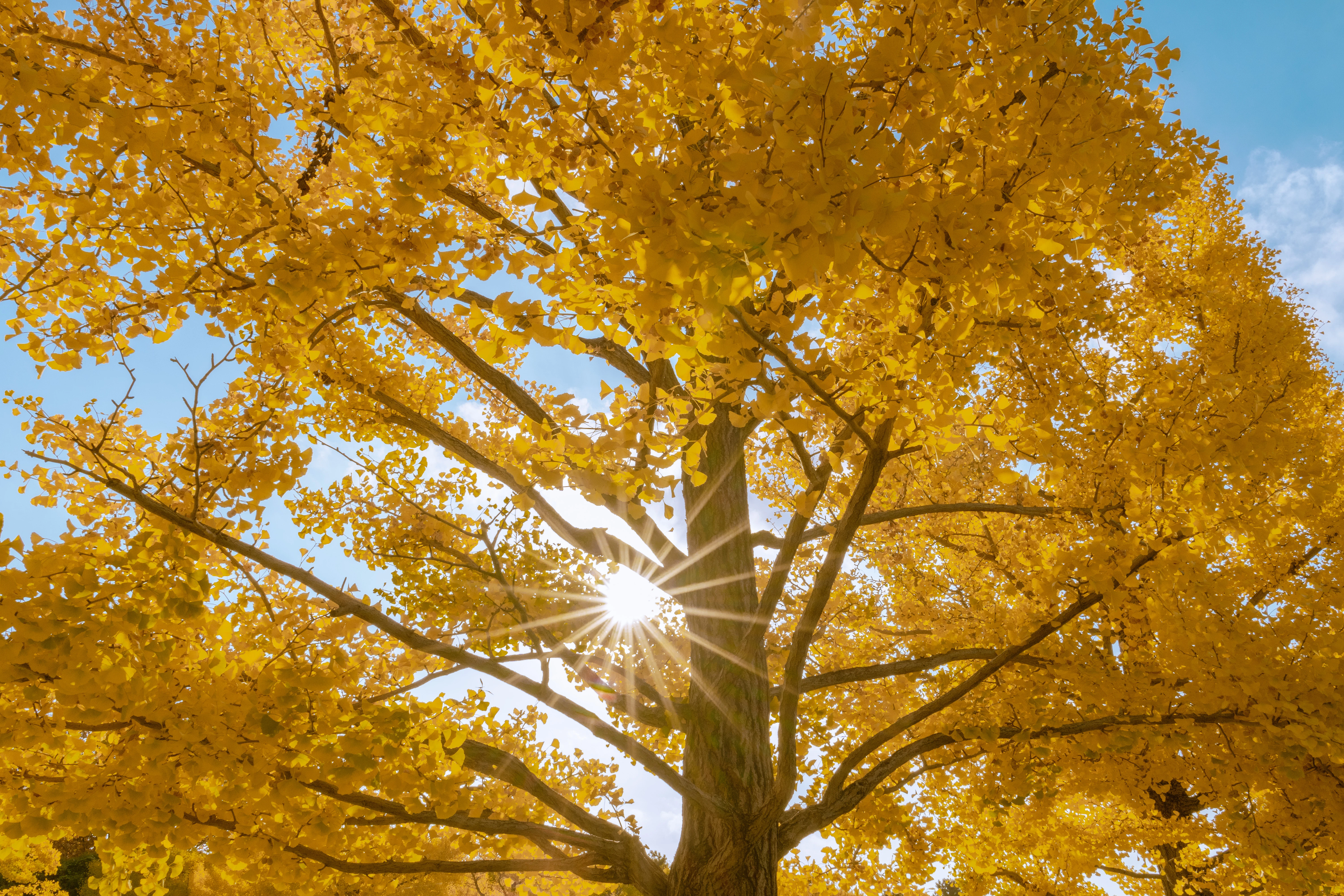 Golden Ginkgo Tree Illuminated by Sunshine