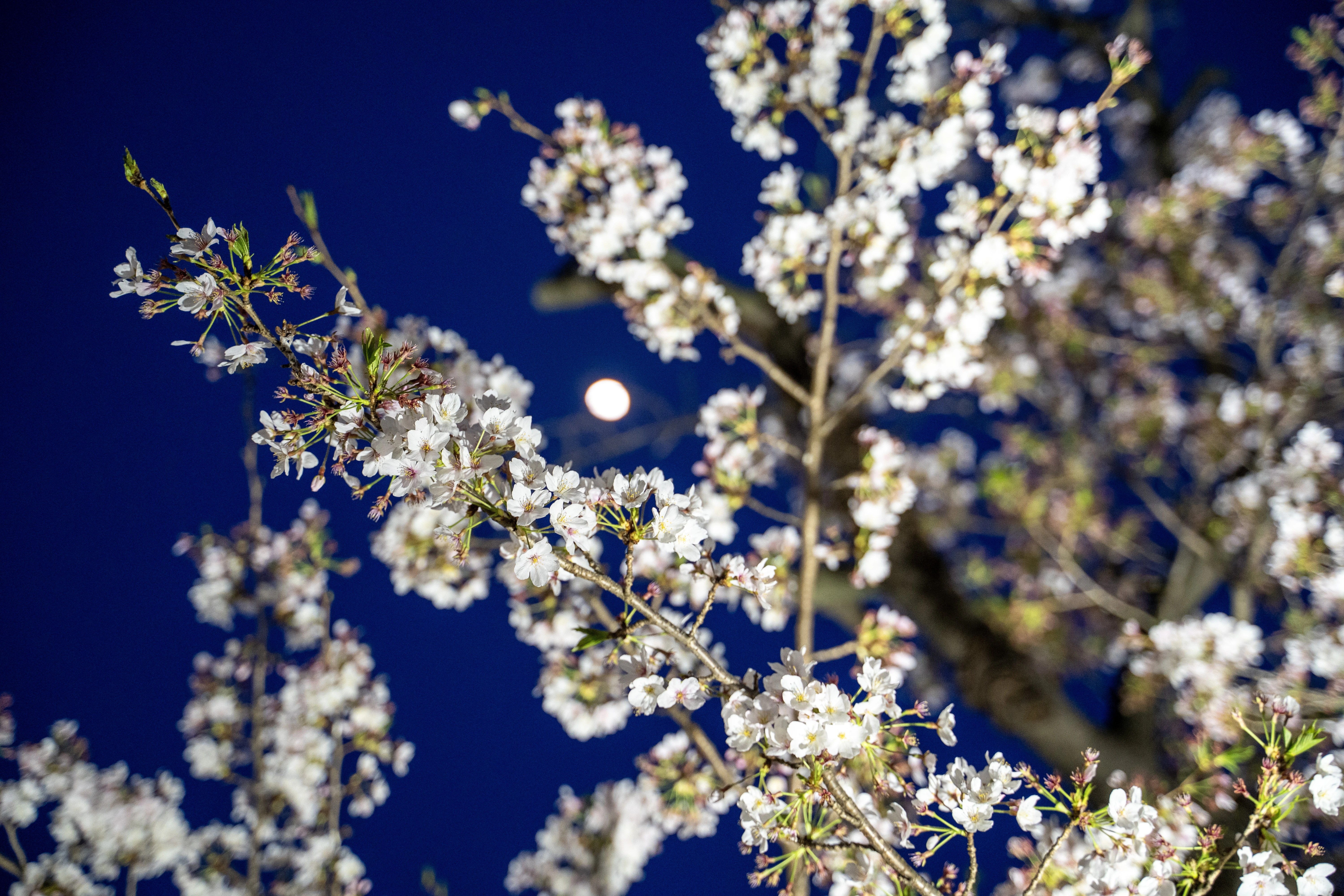 Moonlit Cherry Blossoms Against a Deep Blue Sky