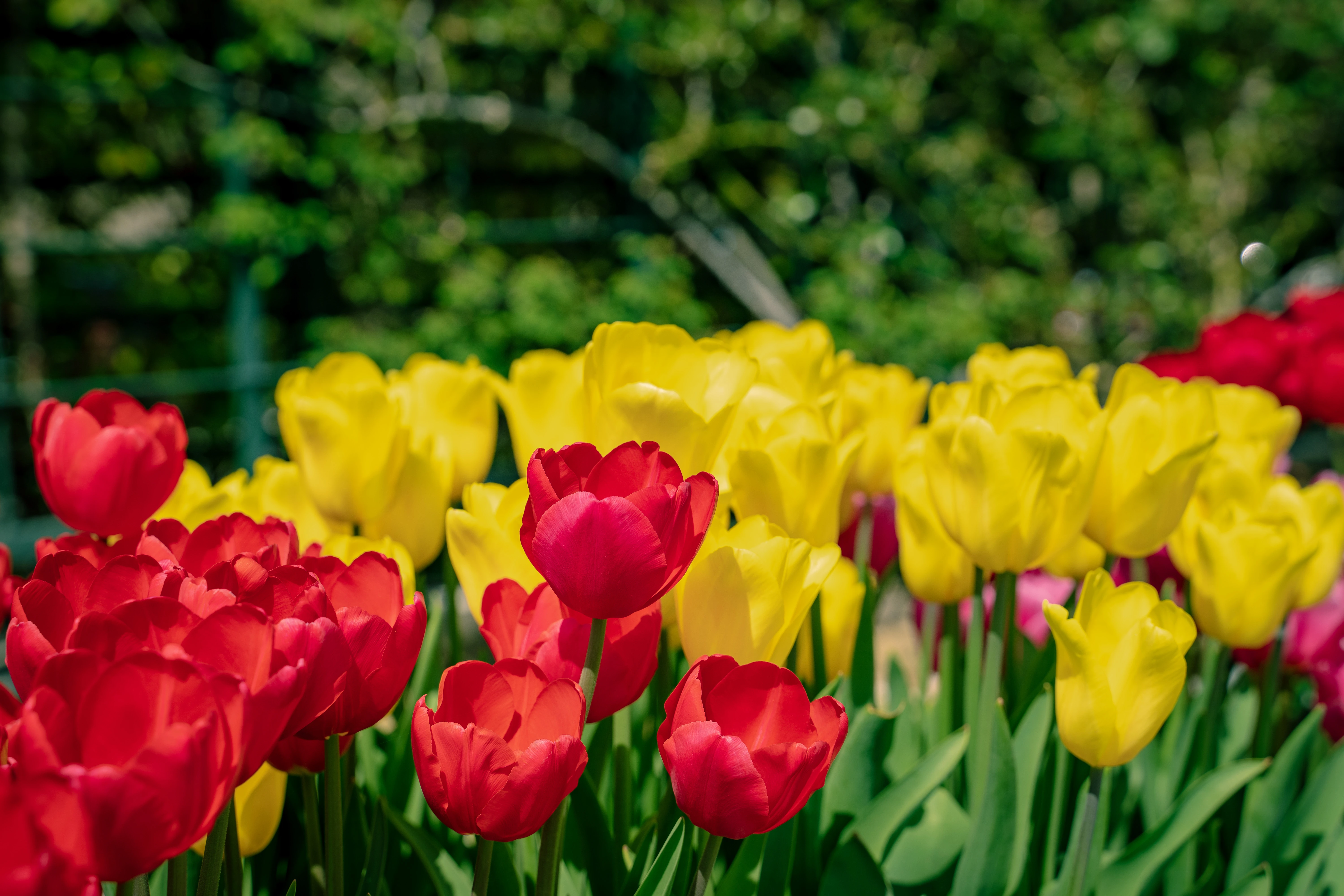 Vibrant Red and Yellow Tulip Blooms in Spring Sunshine