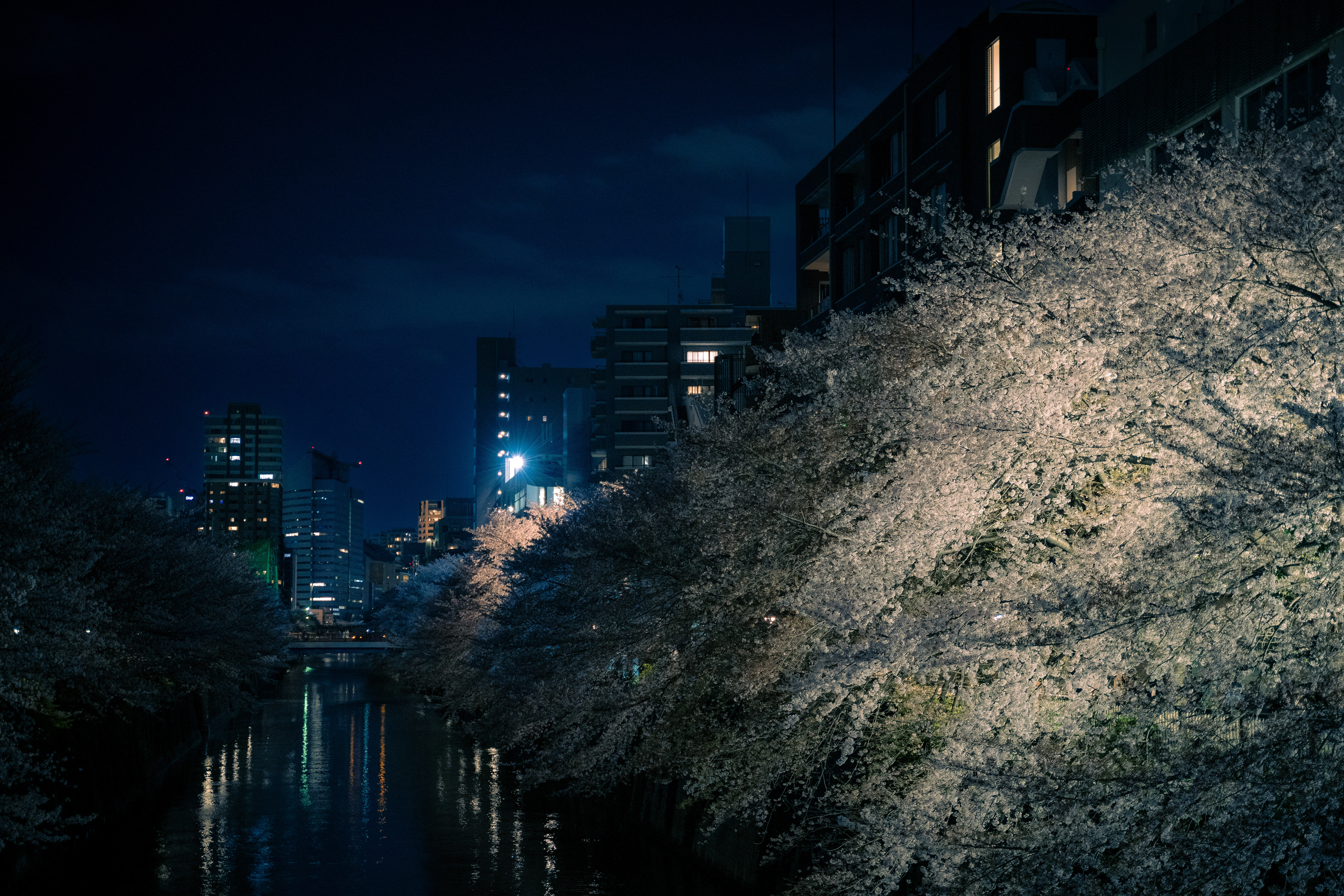 Moonlit Sakura Elegance Along the Urban River