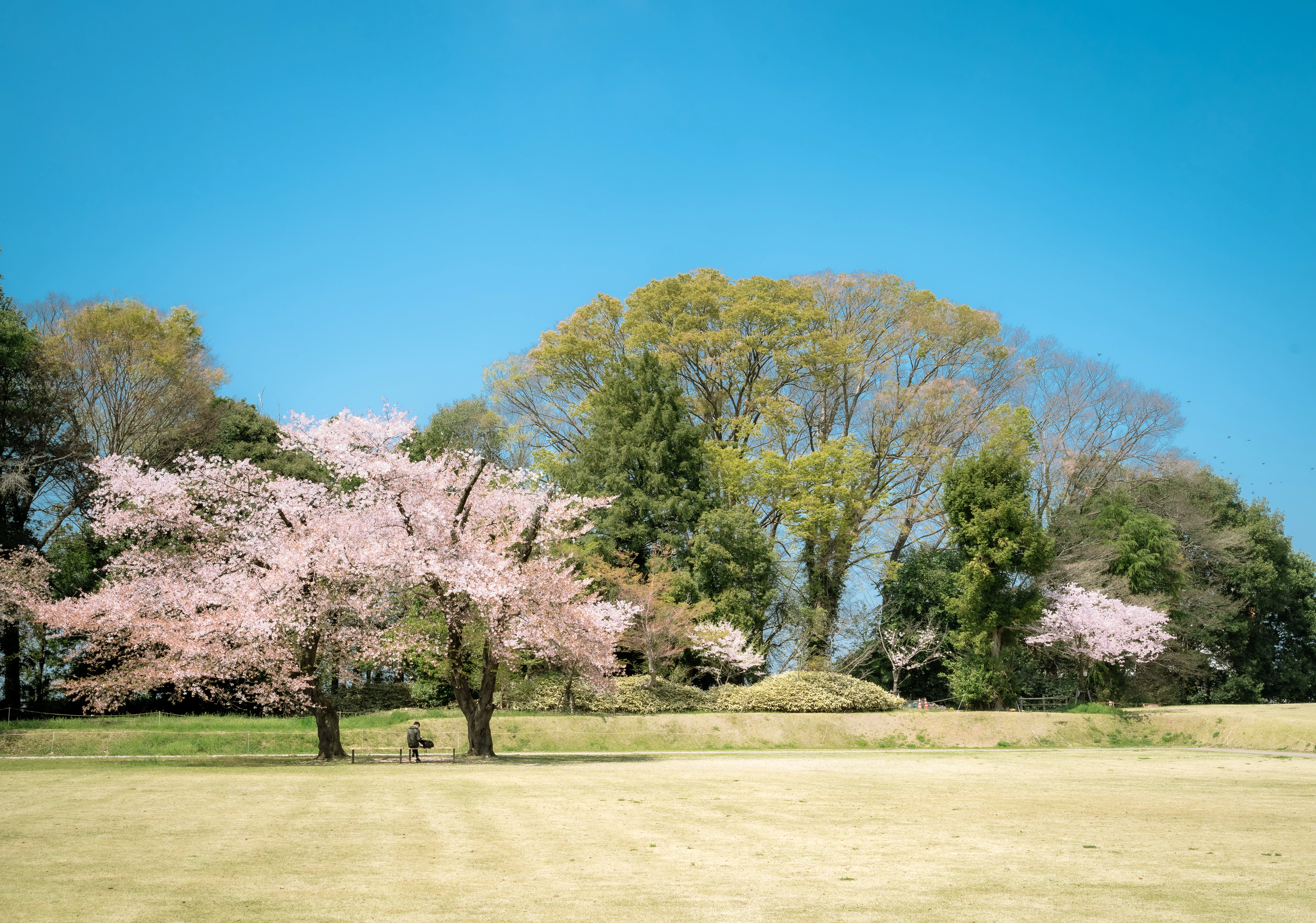 Tranquil Afternoon Under Sakura Blossoms