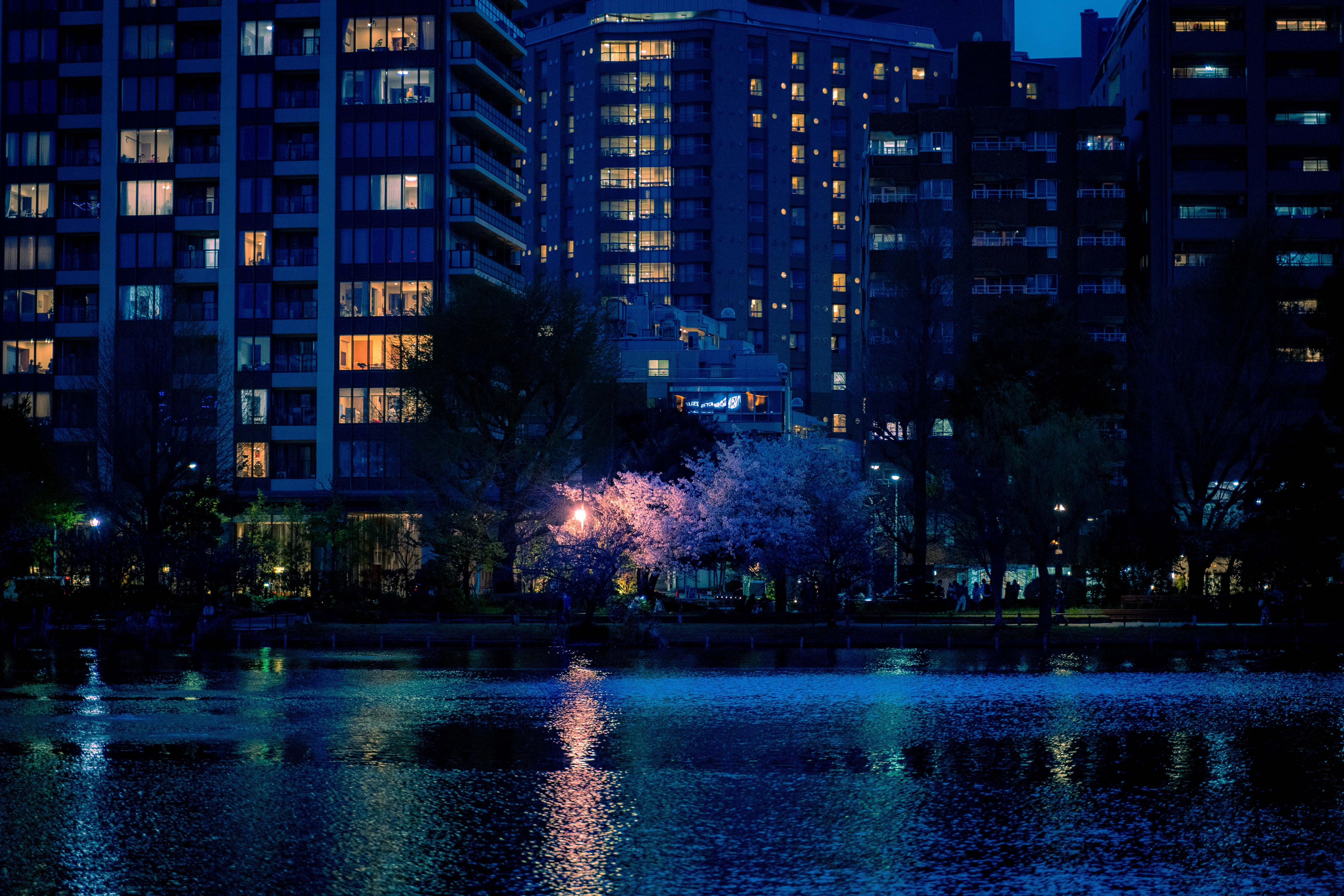 Urban Cherry Blossom Glow by the Nightlit Waters