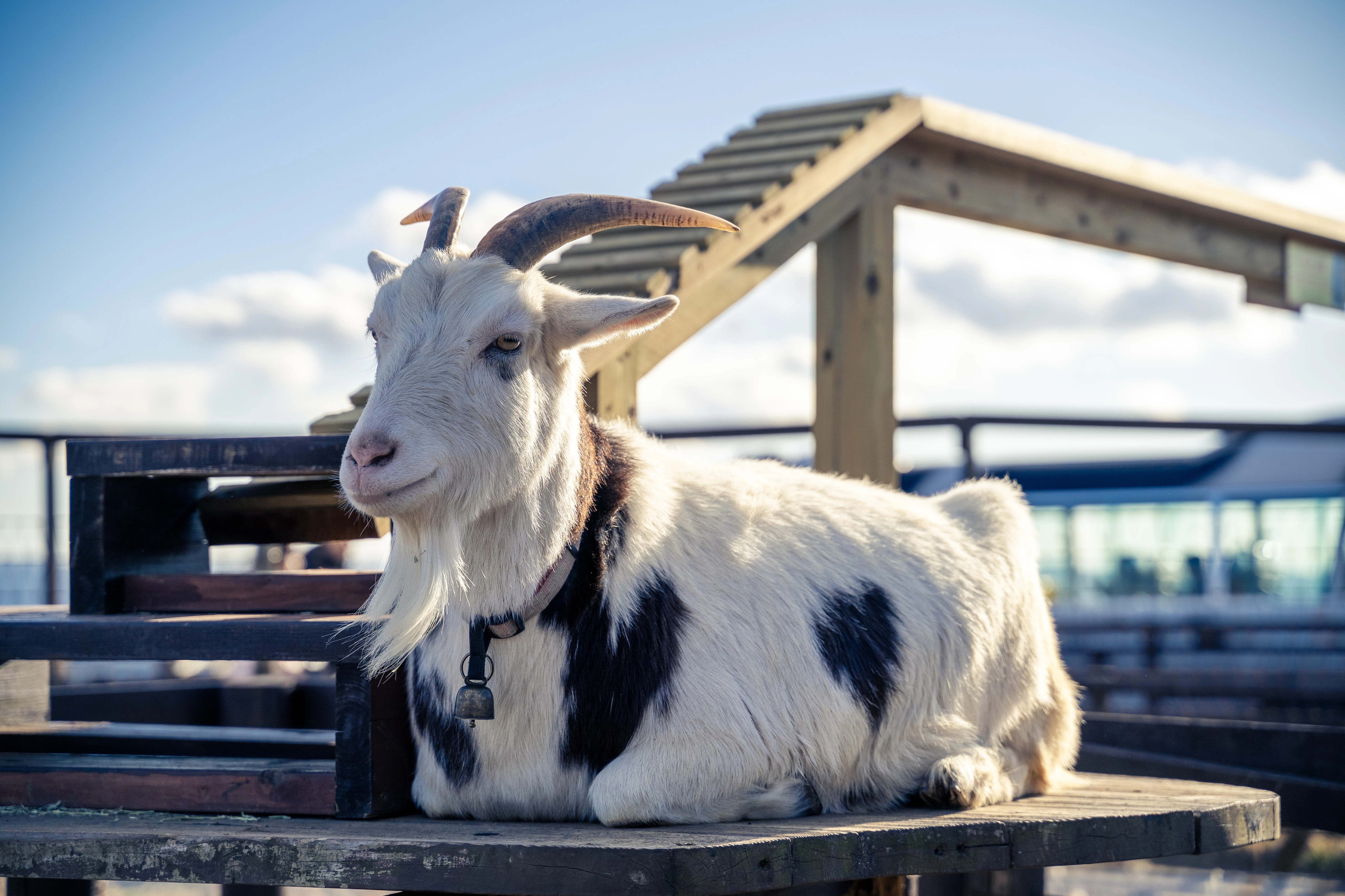 Peaceful Goat Resting Under a Clear Sky