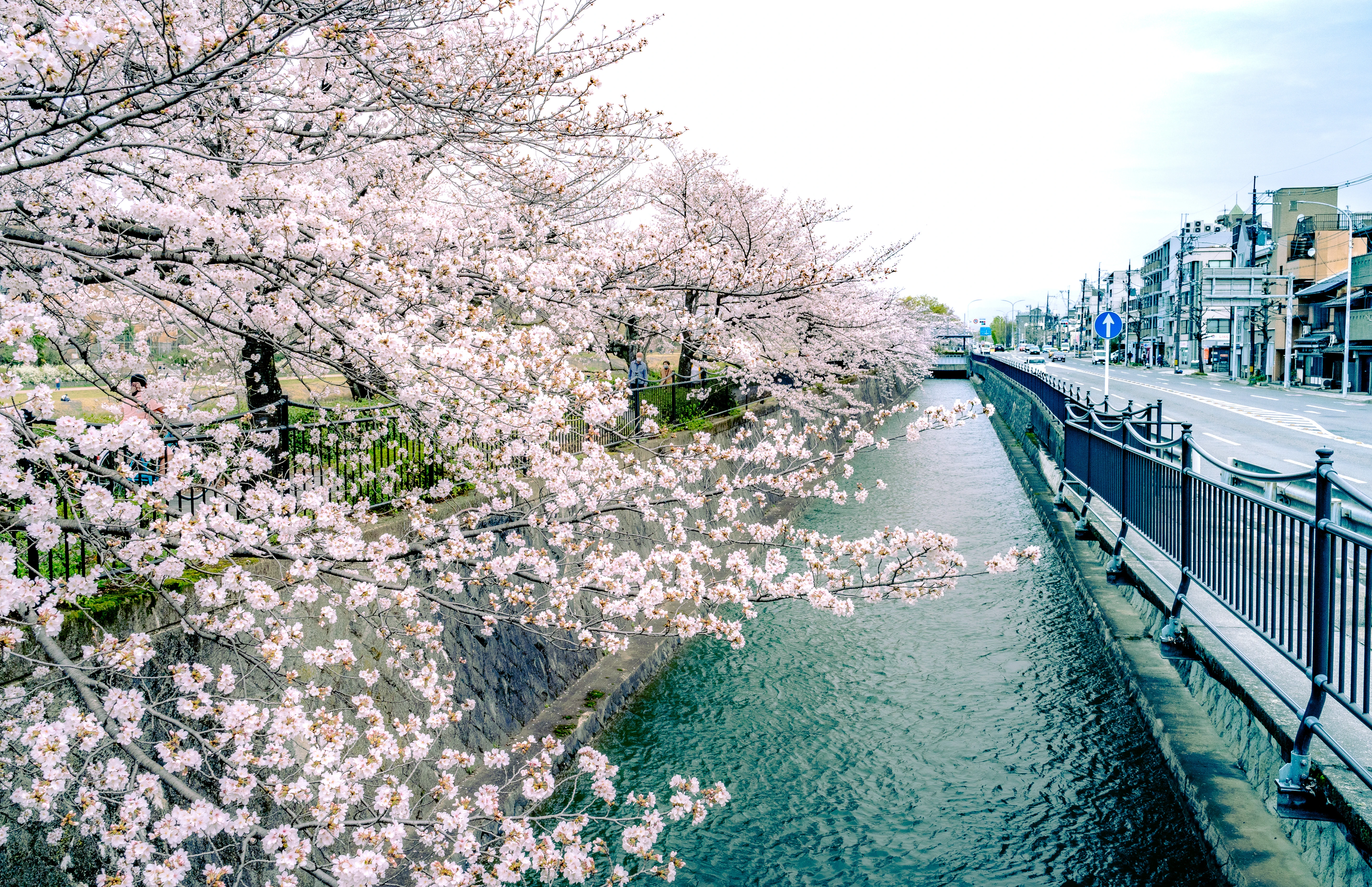 Cherry Blossoms in Full Bloom Along a Serene Urban Canal