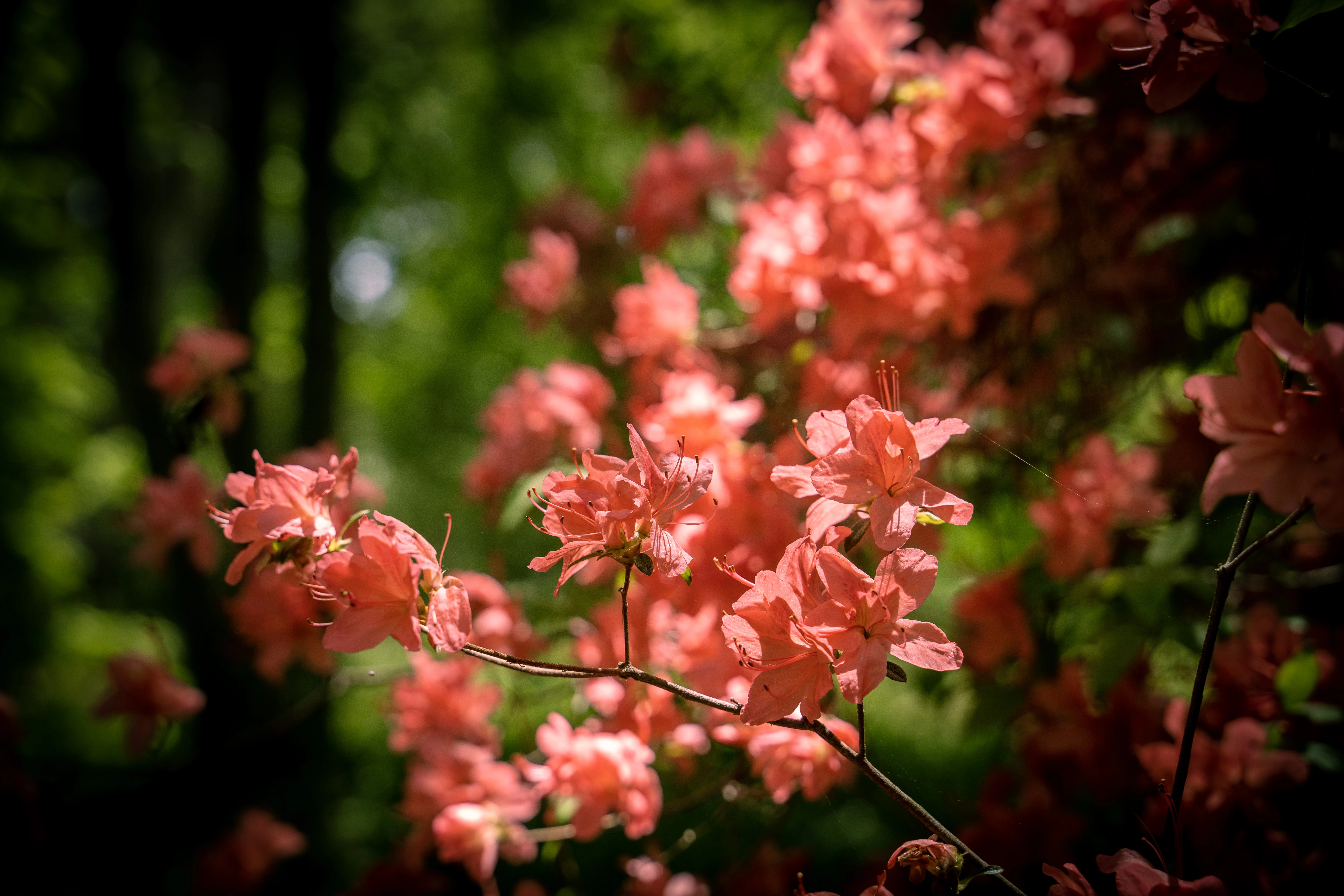 Radiant Azaleas in a Sunlit Forest Clearing