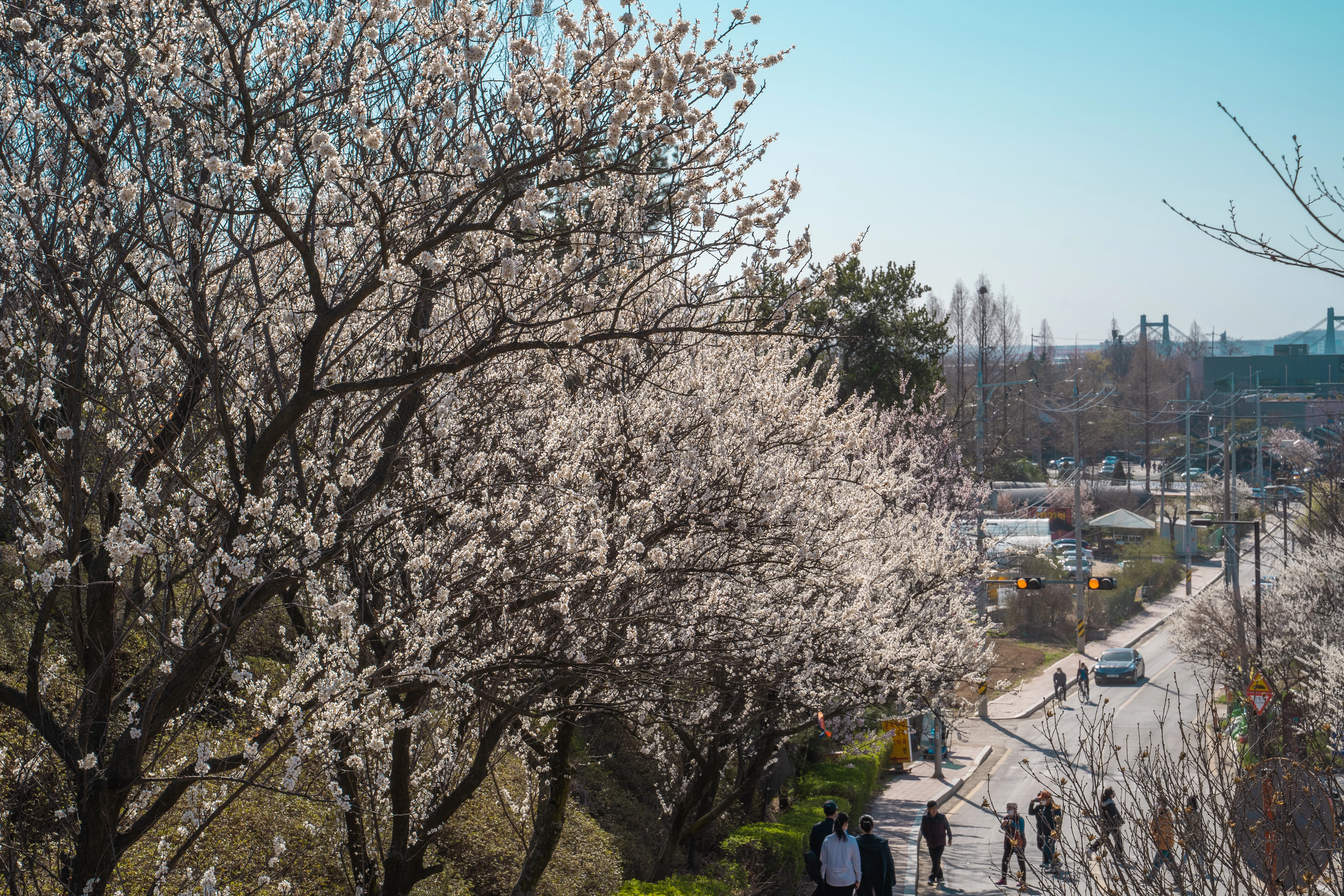 Spring Blossoms Adorning a Tranquil Urban Pathway